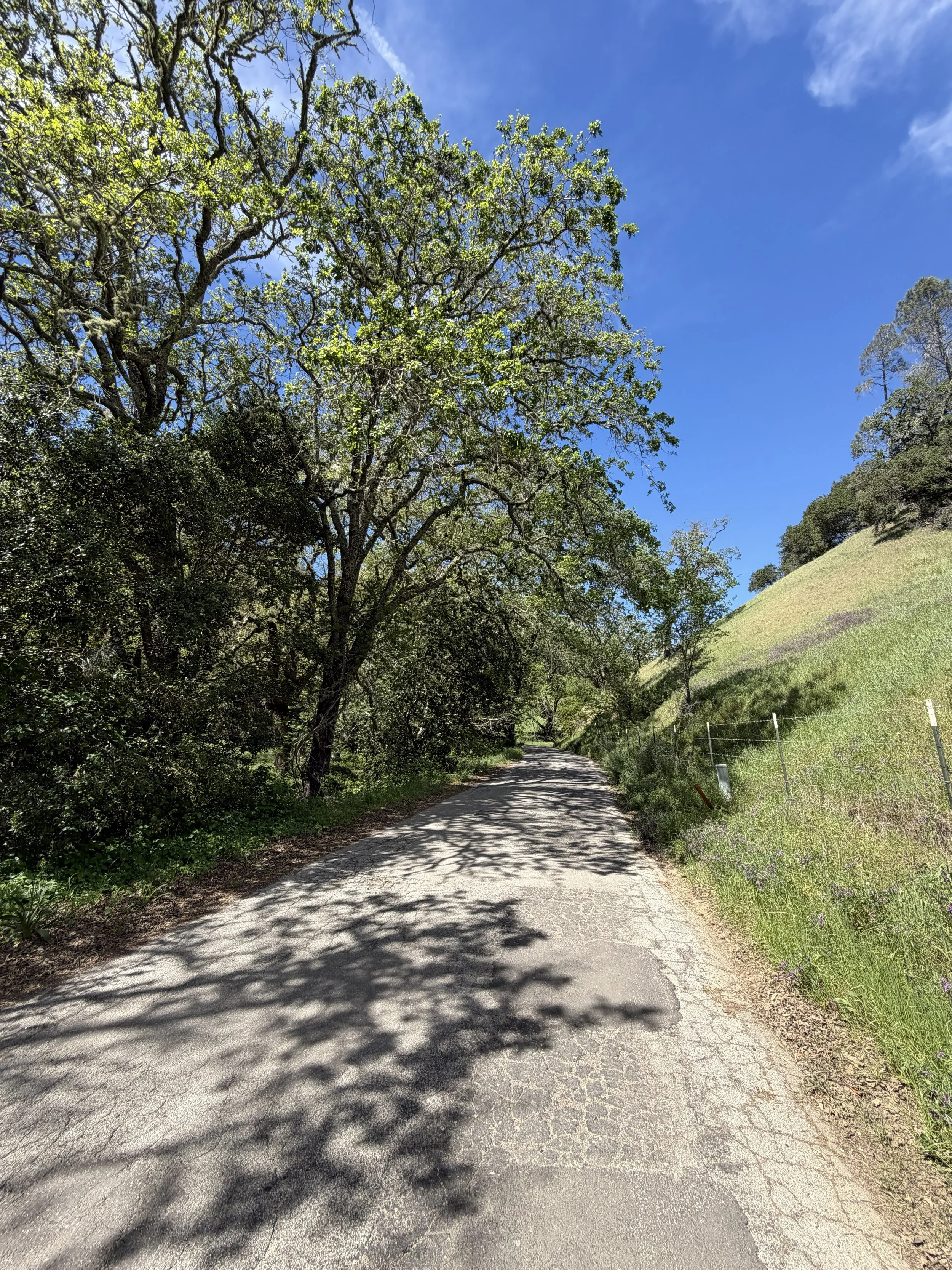 A dirt pathway surrounded by green trees and grass, with shadows cast on the path and a bright blue sky overhead.