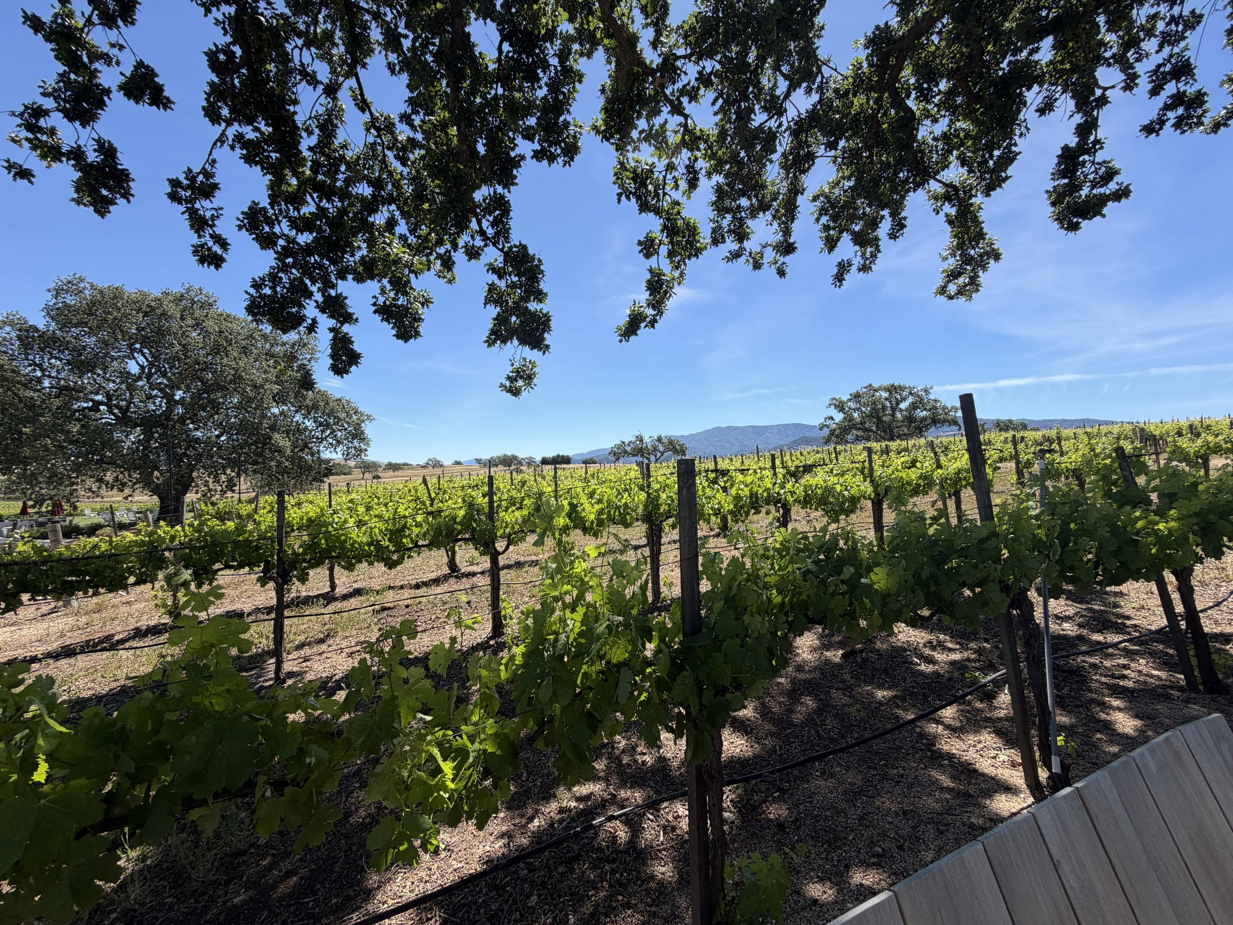 Vineyard with green grapevines, trees, and mountains in the background under a blue sky with some clouds.