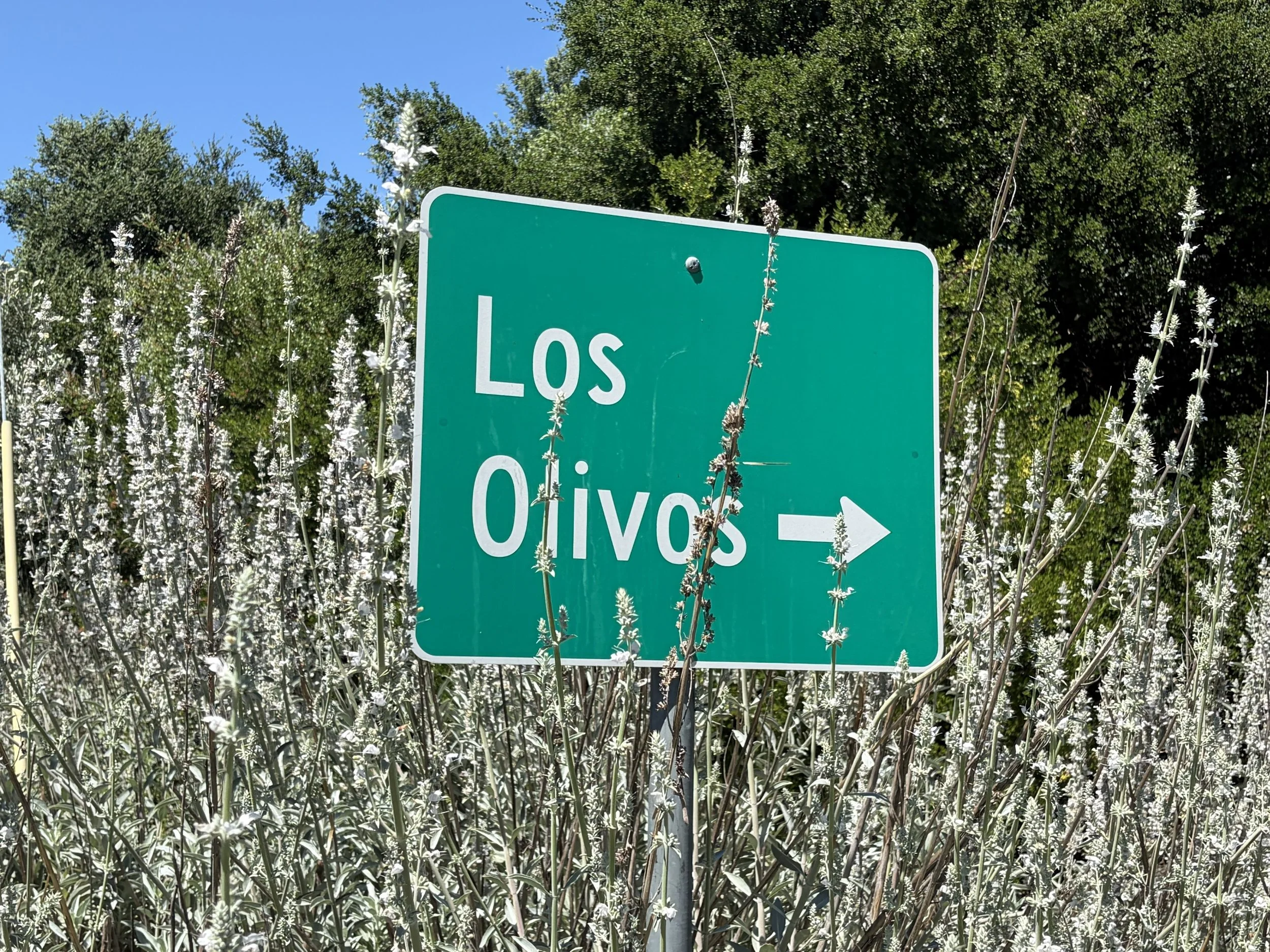 Green road sign indicating Los Olivos, with tall plants and flowers around it, and a clear blue sky in the background.
