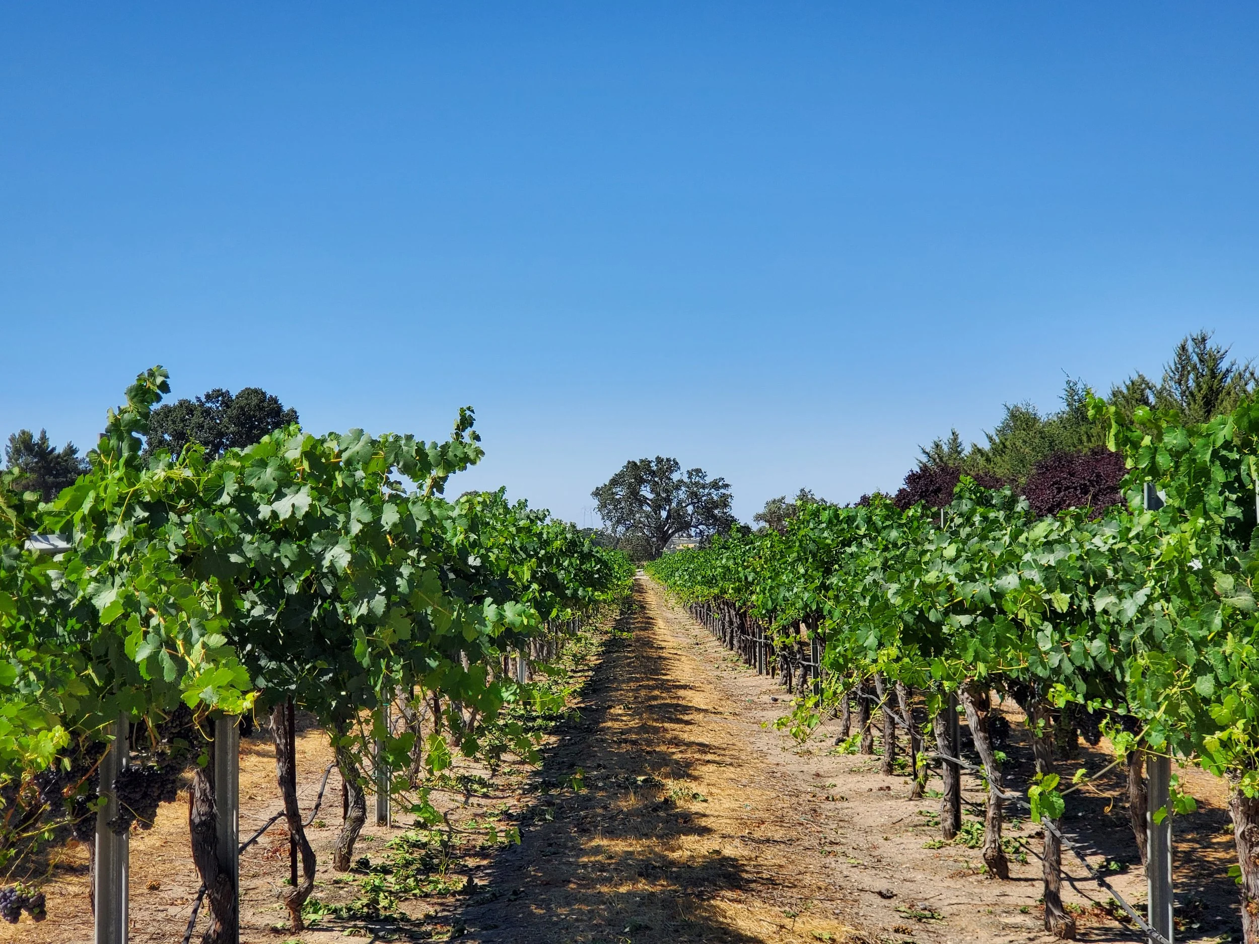 A vineyard with rows of grapevines on a sunny day, clear blue sky overhead, and trees in the background.