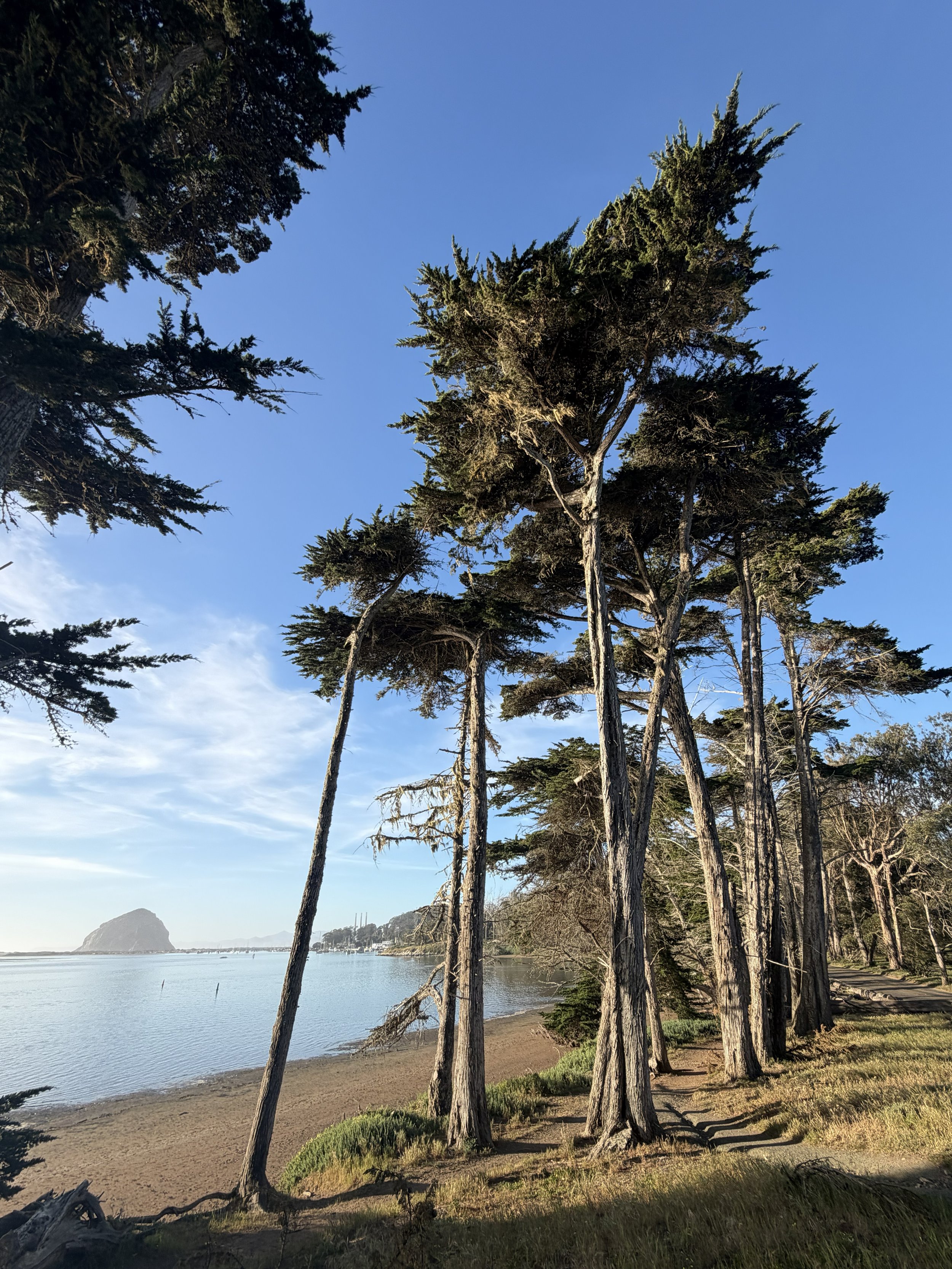 Tall trees along a beach with water and a large rock formation in the distance under a blue sky.