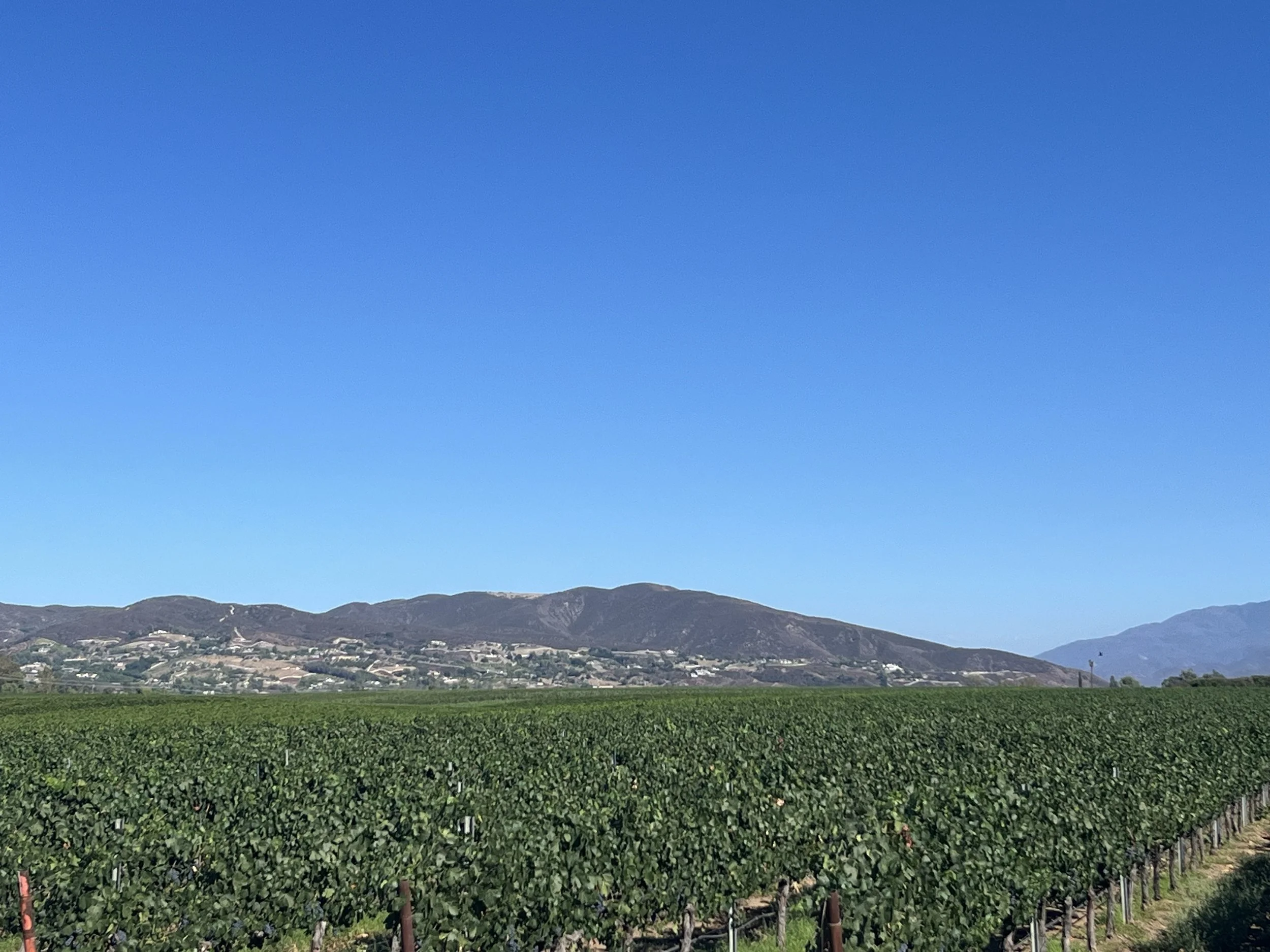 Cruise Temecula Valley - 20 Miles
