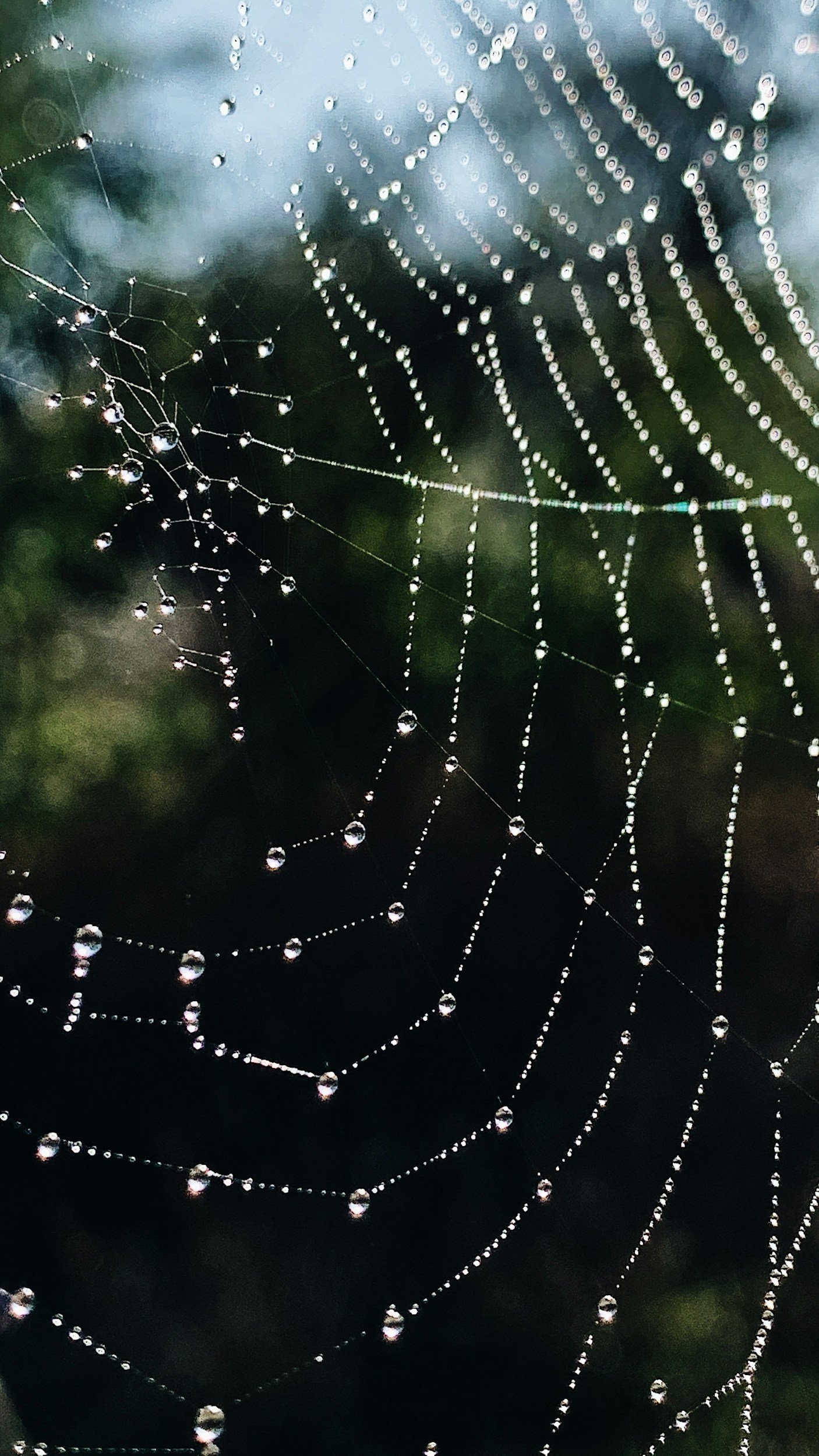 Close-up of a spider web with water droplets on the threads.