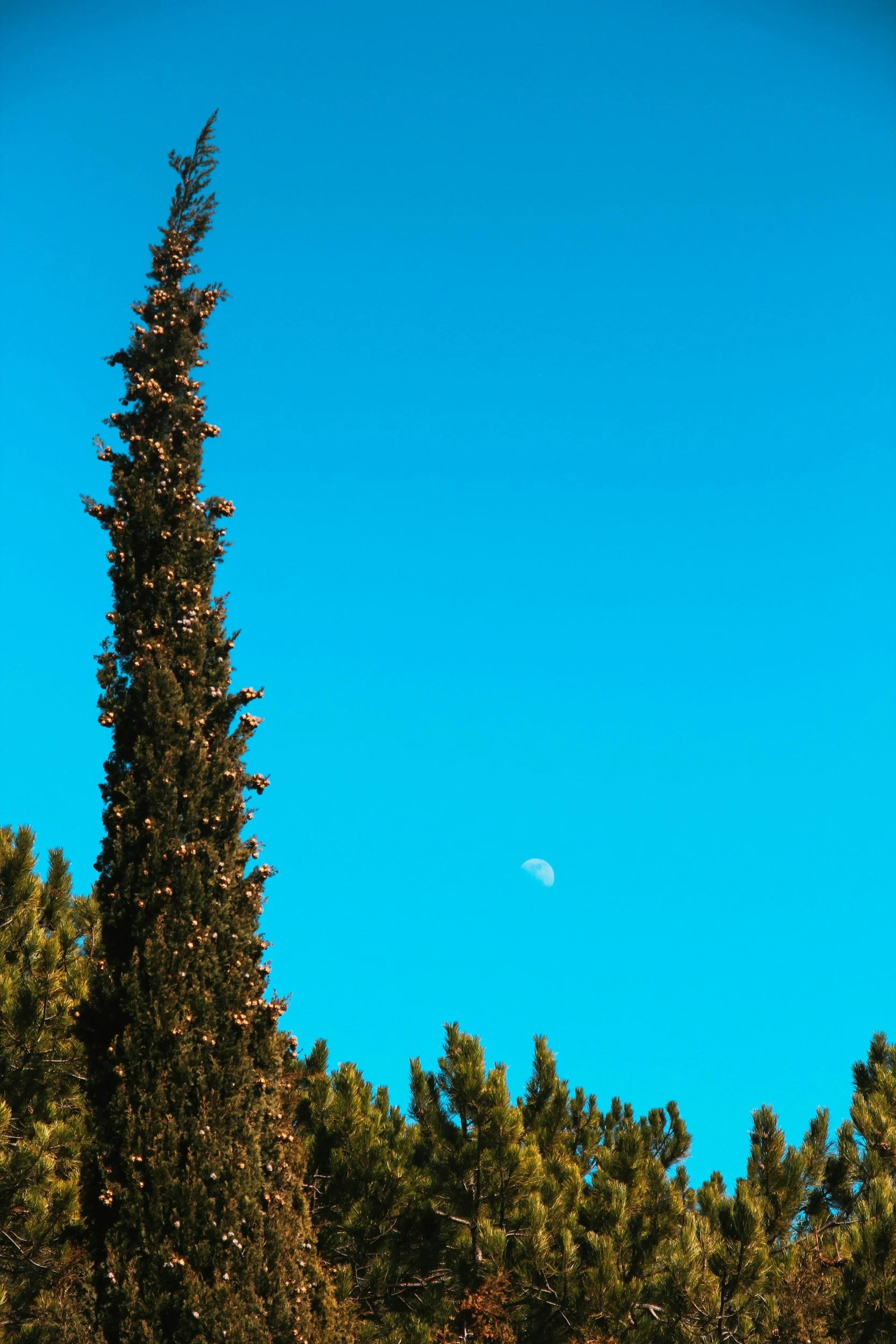 Tall pine tree against a bright blue sky with a visible crescent moon.
