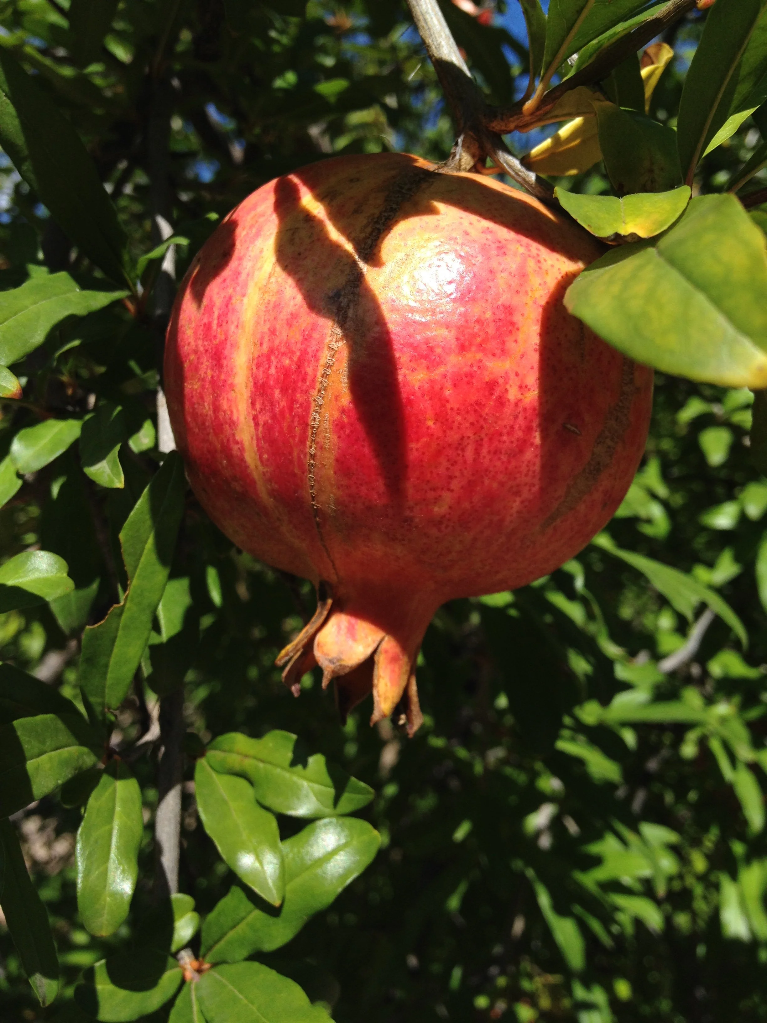 Erev Rosh HaShanah