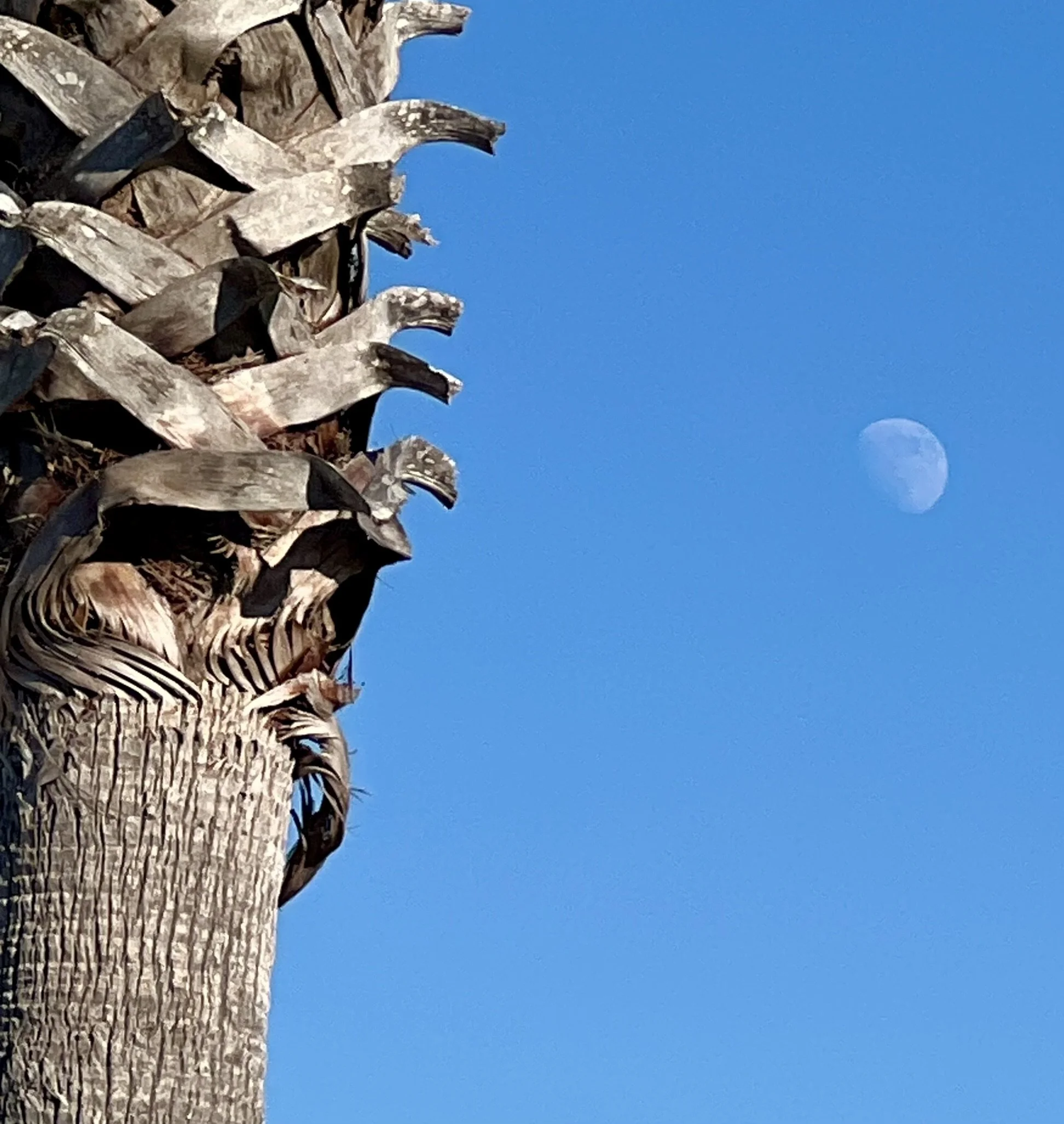 Welcoming a New Moonth ~ Rosh Chodesh Elul 5786 