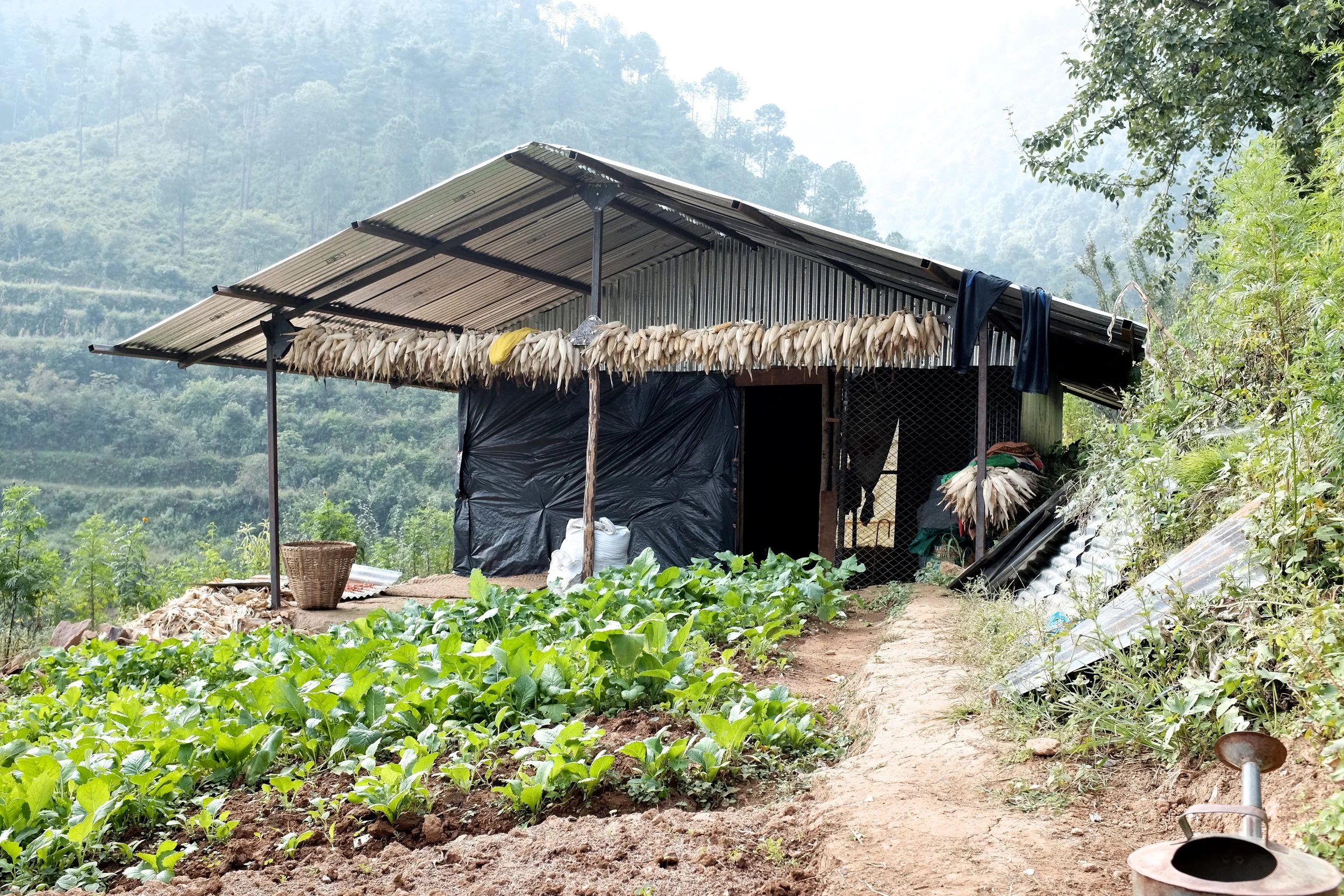 A small farm hut with a corrugated metal roof, surrounded by lush greenery and a vegetable garden. The hut has drying corn hanging from the roof and black plastic on parts of the walls.