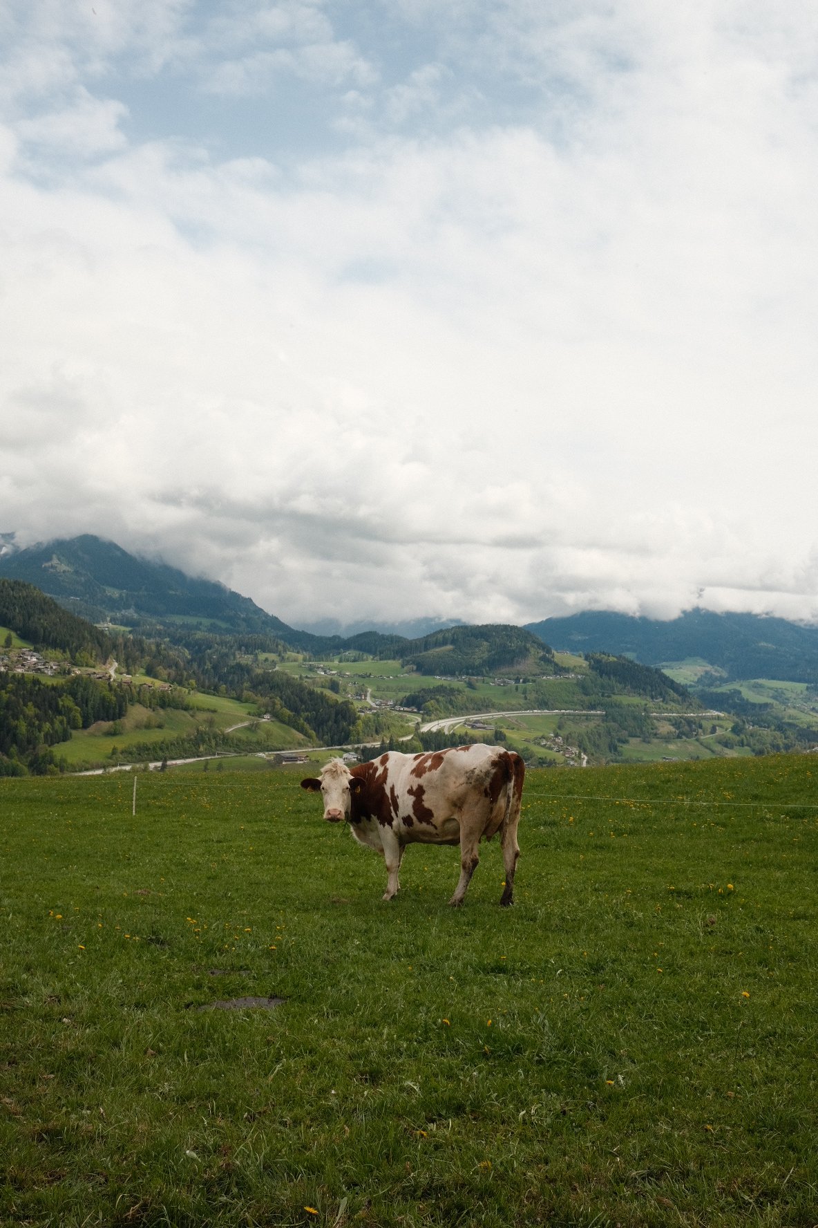 A cow with white and brown spots standing in a green pasture with mountains and cloudy sky in the background.