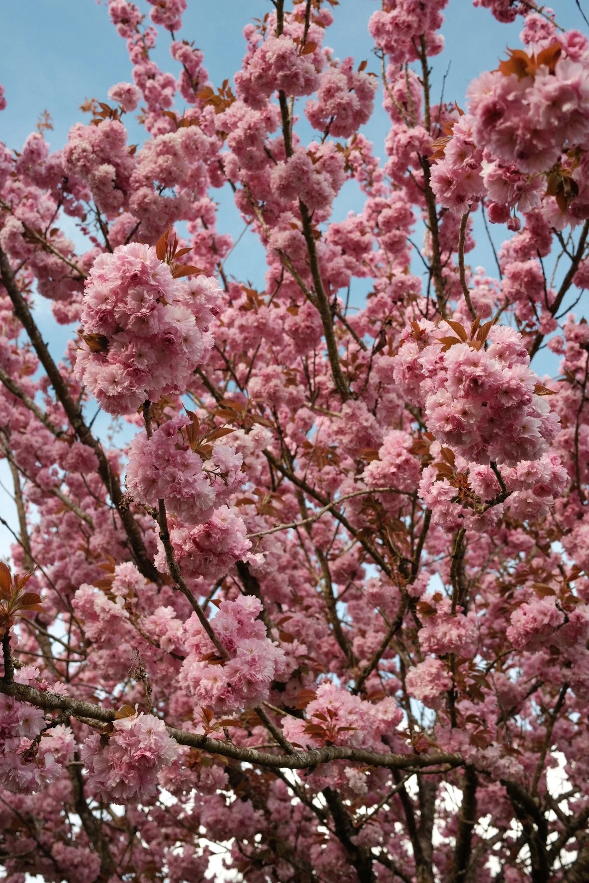 Pink cherry blossom tree in full bloom against a blue sky.