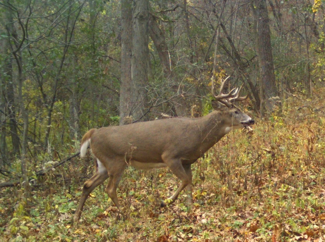 REMOTE TERRAIN ANALYSIS