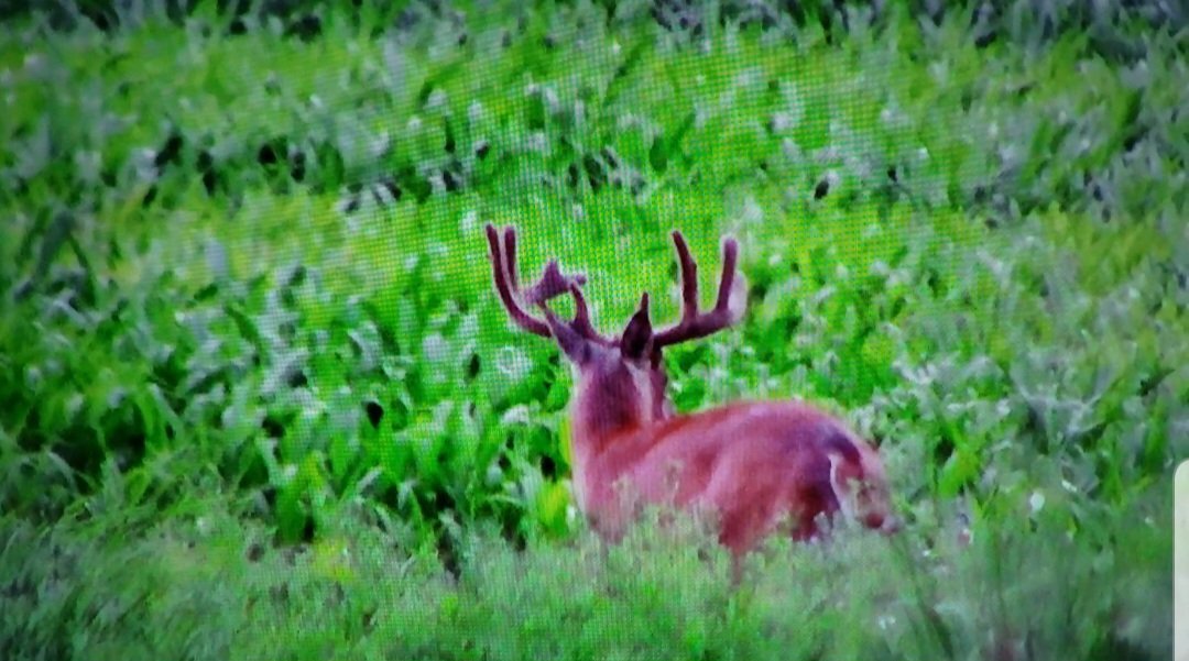 Plot & Pattern Strategy Design