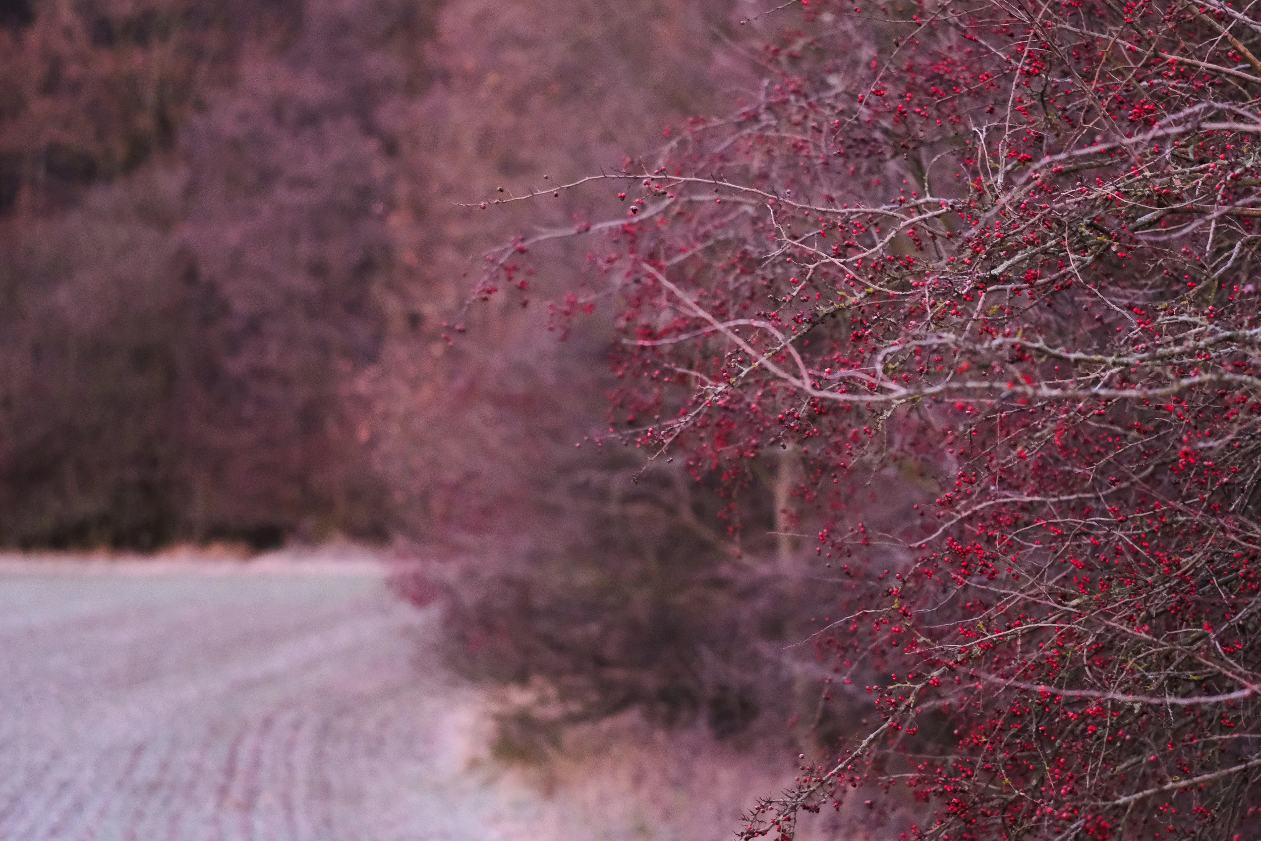 41klara.zottl-photography-therapy-life-coach.rtt.webp