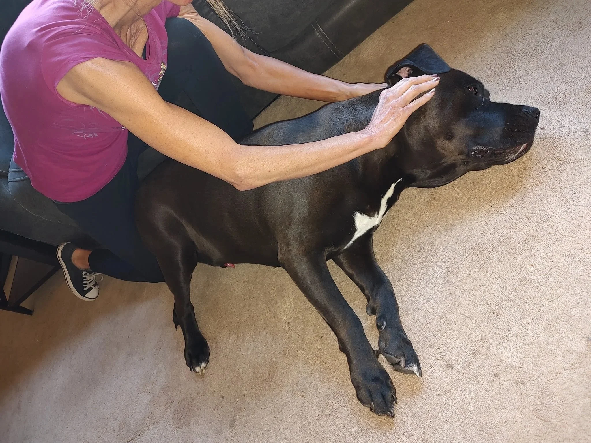 A woman in a pink shirt is sitting on a dark couch, gently massaging a large black and brown dog that is lying on its side on a beige carpet. The dog appears calm.