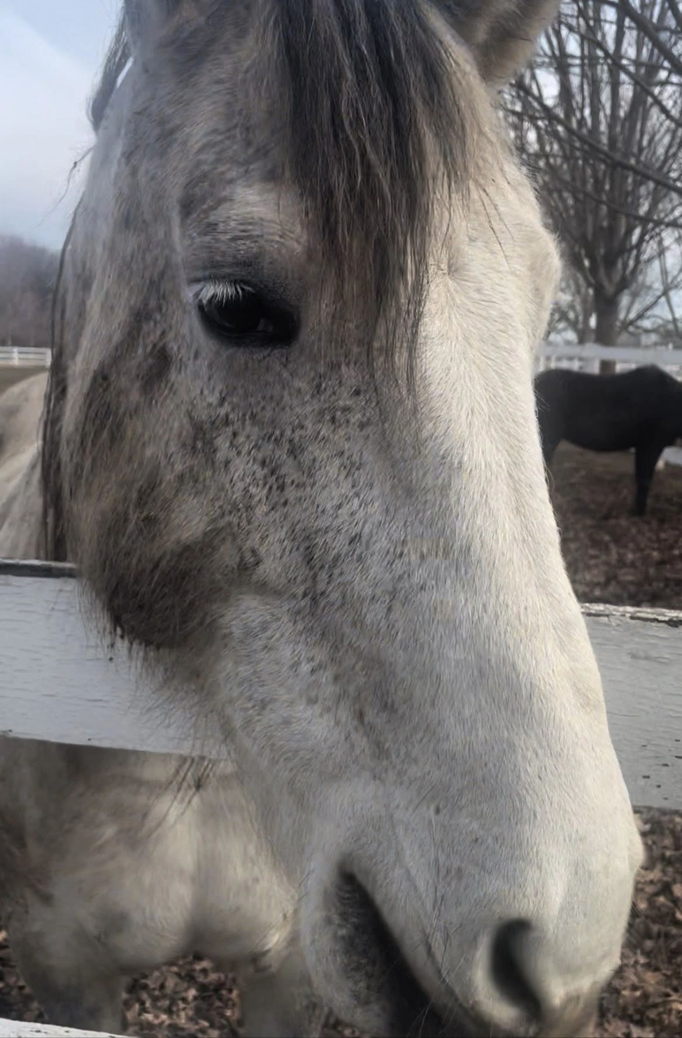 Close-up of a white horse with a gray mane looking through a fence, with other horses in the background and leafless trees.