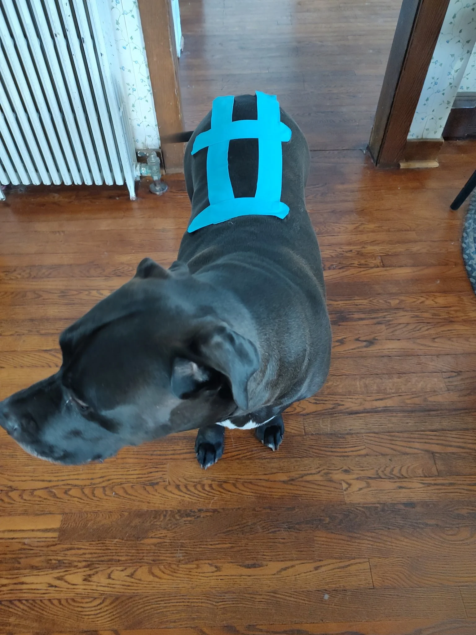 A black dog with a blue and black harness standing on a hardwood floor indoors.
