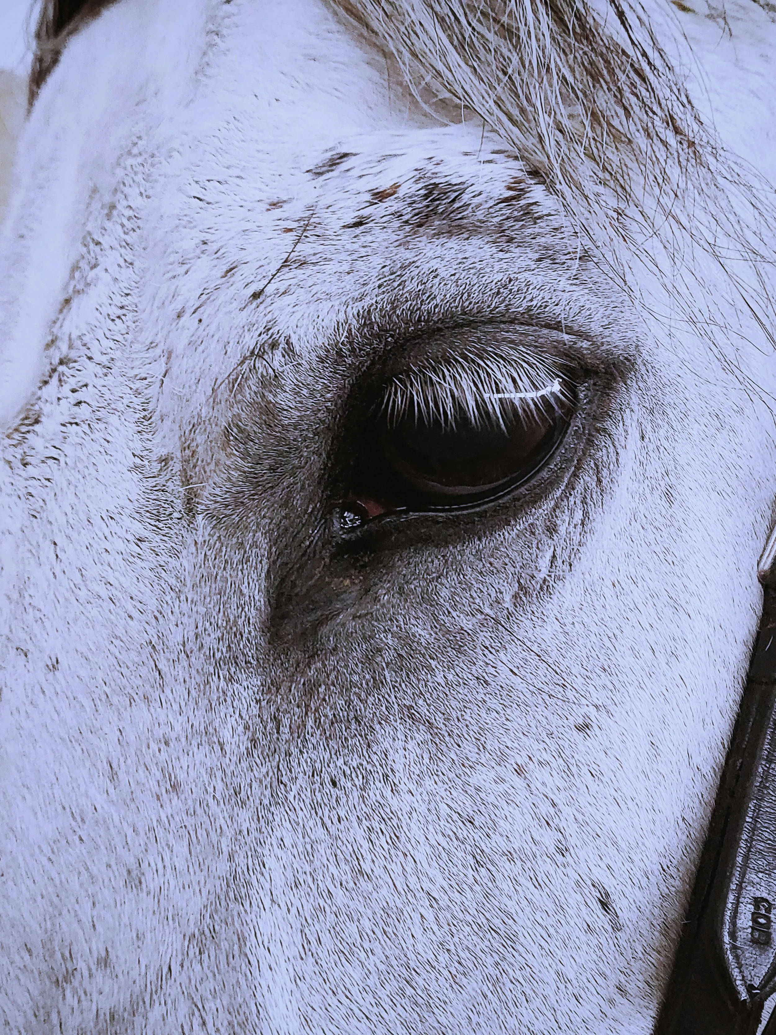 Close-up of a horse's eye, showing the eyelashes and surrounding light-colored fur.