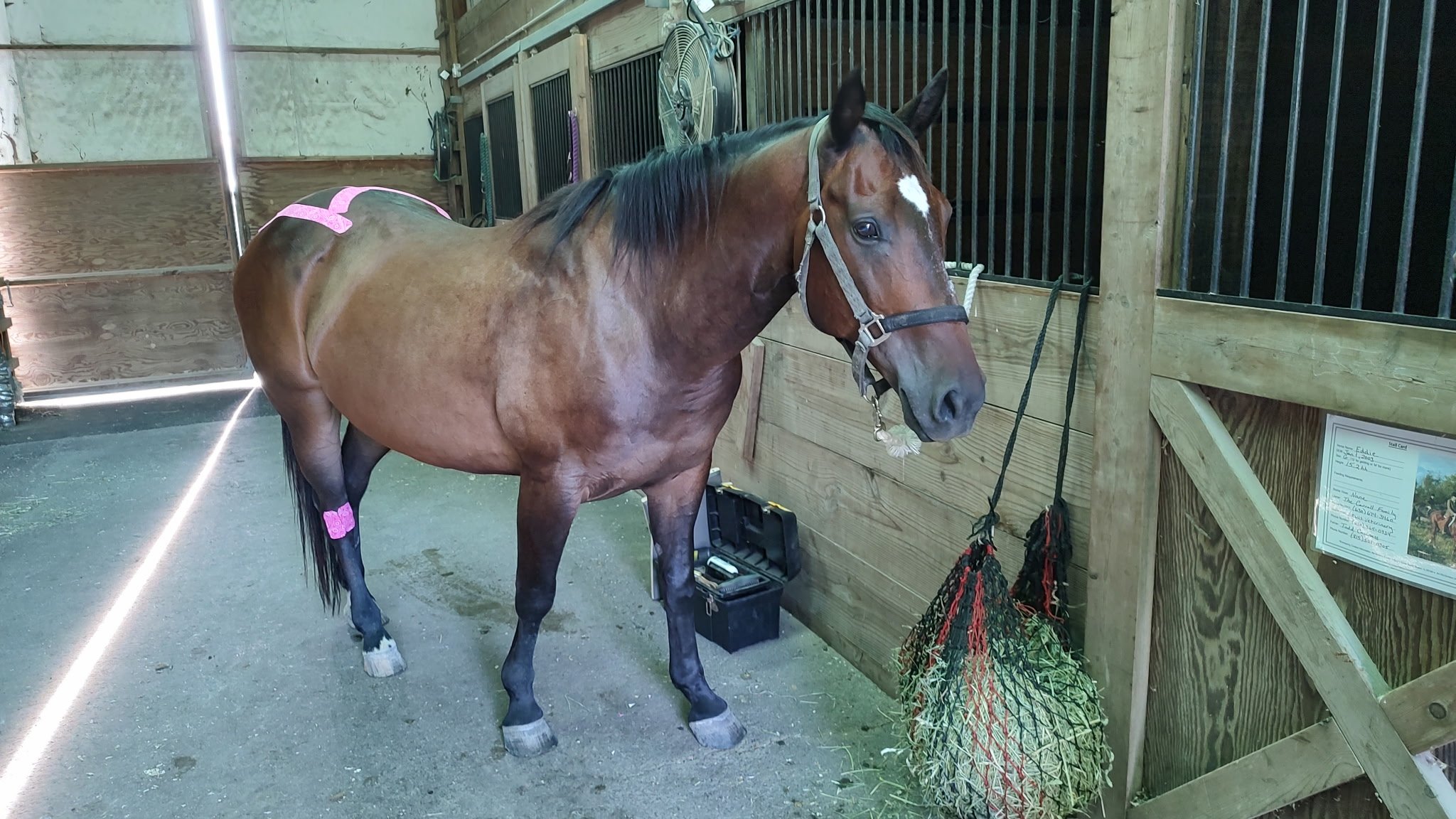 Brown horse standing in a stable with a pink saddle pad, grooming tools on the wall, and a hay net hanging nearby.