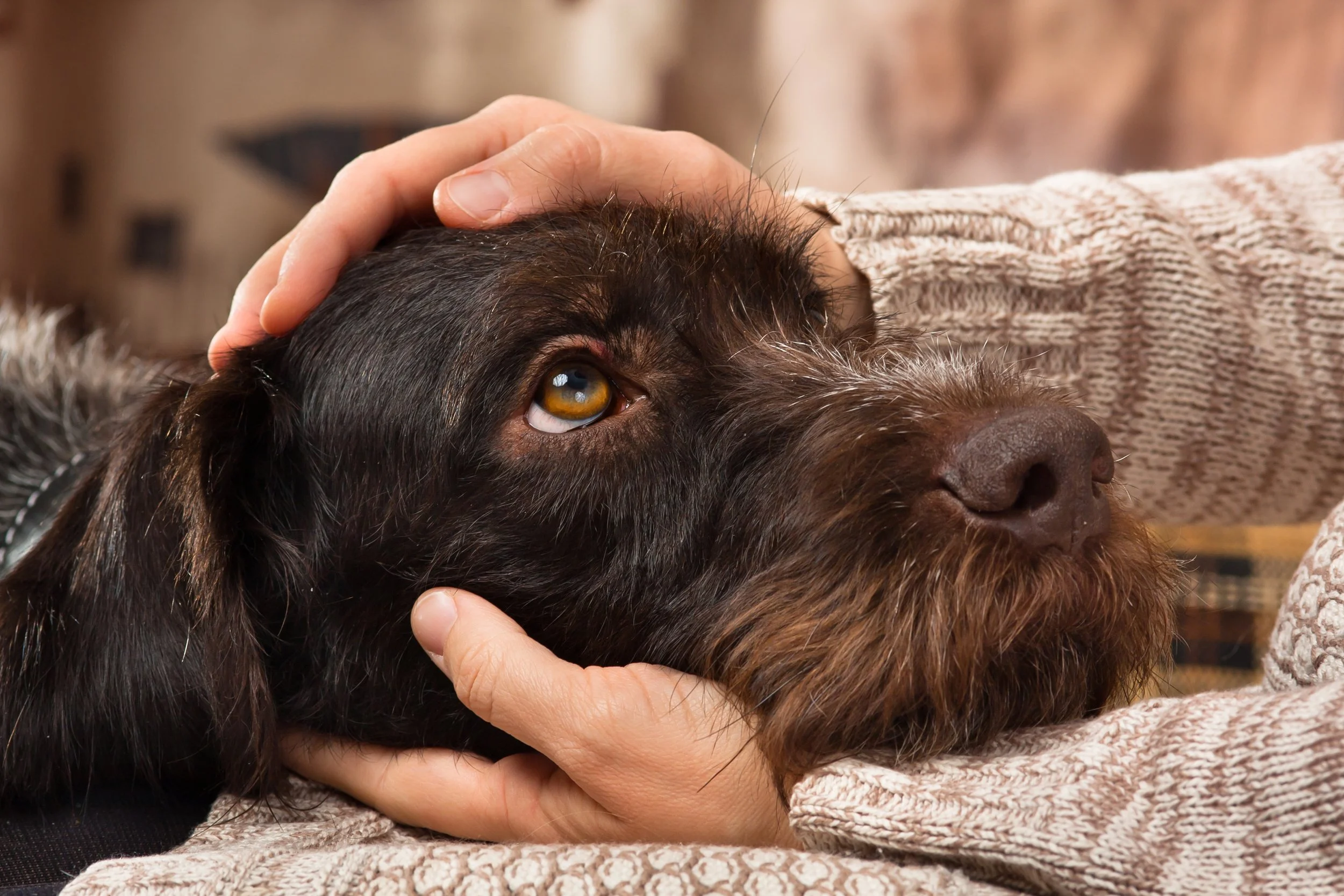 Person gently holding a brown dog with long fur and expressive amber eyes, resting its head on a beige blanket.