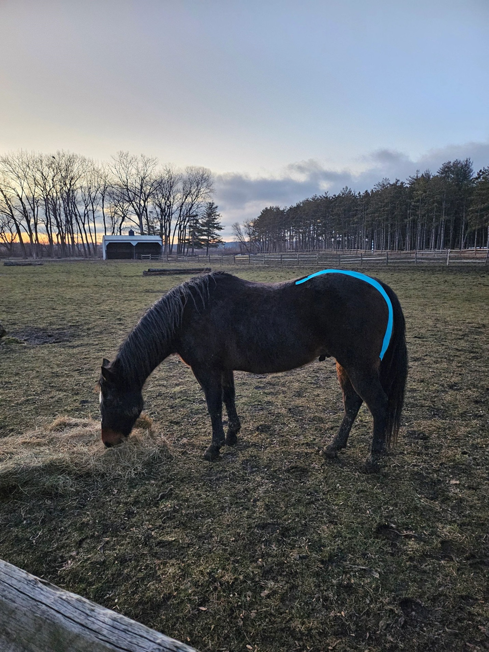A black horse with a long mane grazing on grass in a pasture during sunset, with trees and a small building in the background.