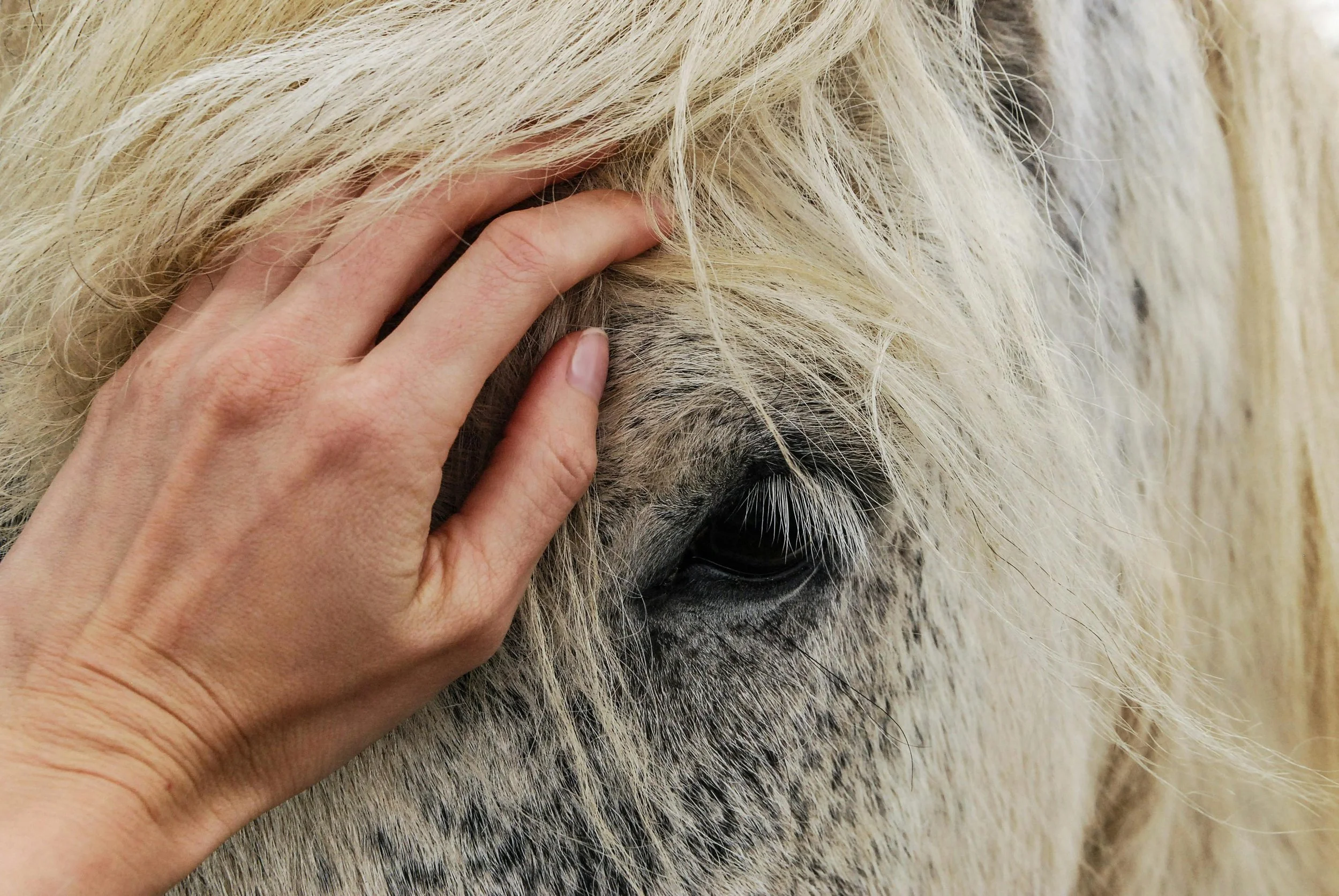 A person's hand gently holding the face of a white horse, focusing on the horse's eye and surrounding facial features.