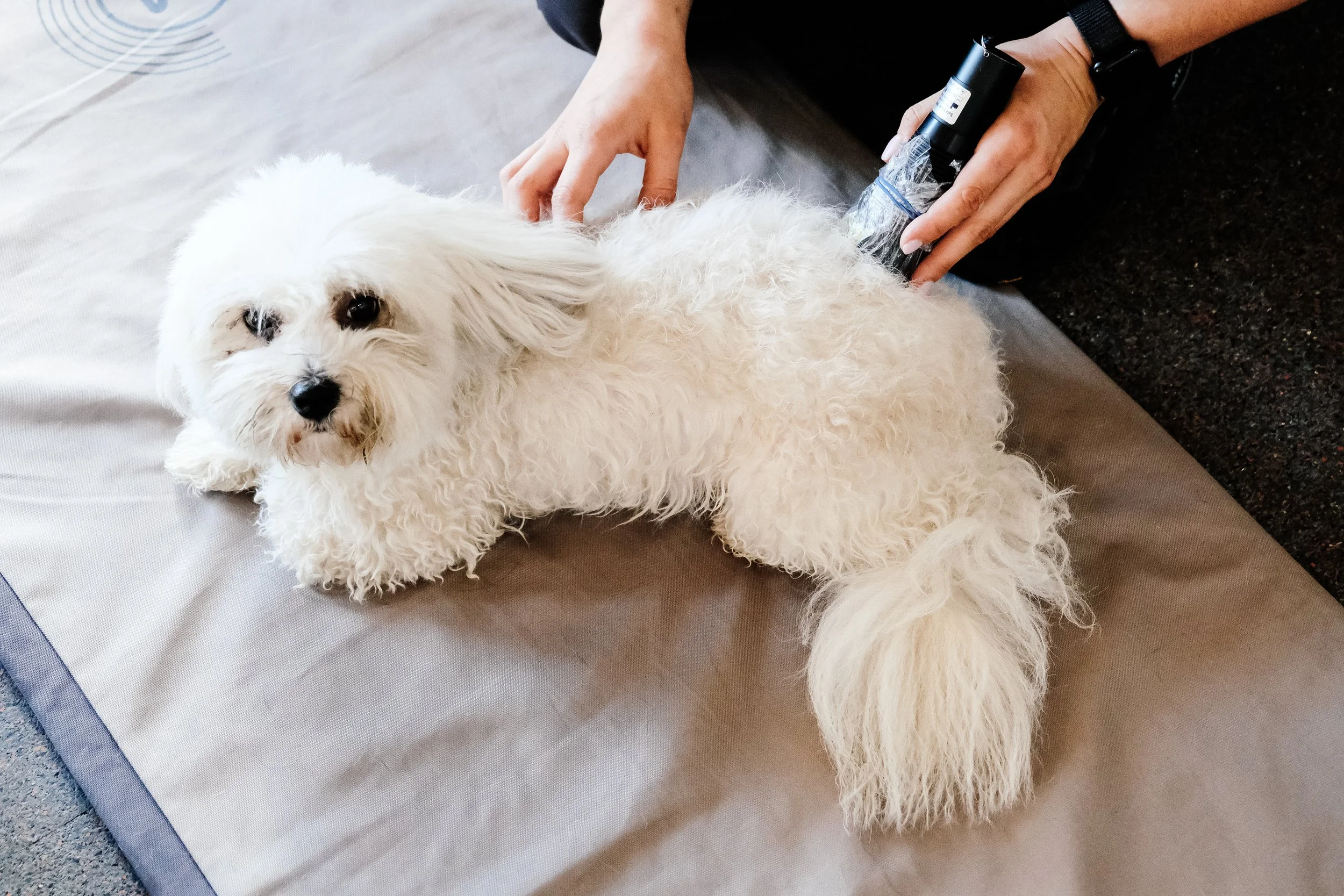 A white, fluffy dog lying on a grooming table while being groomed with electric clippers.