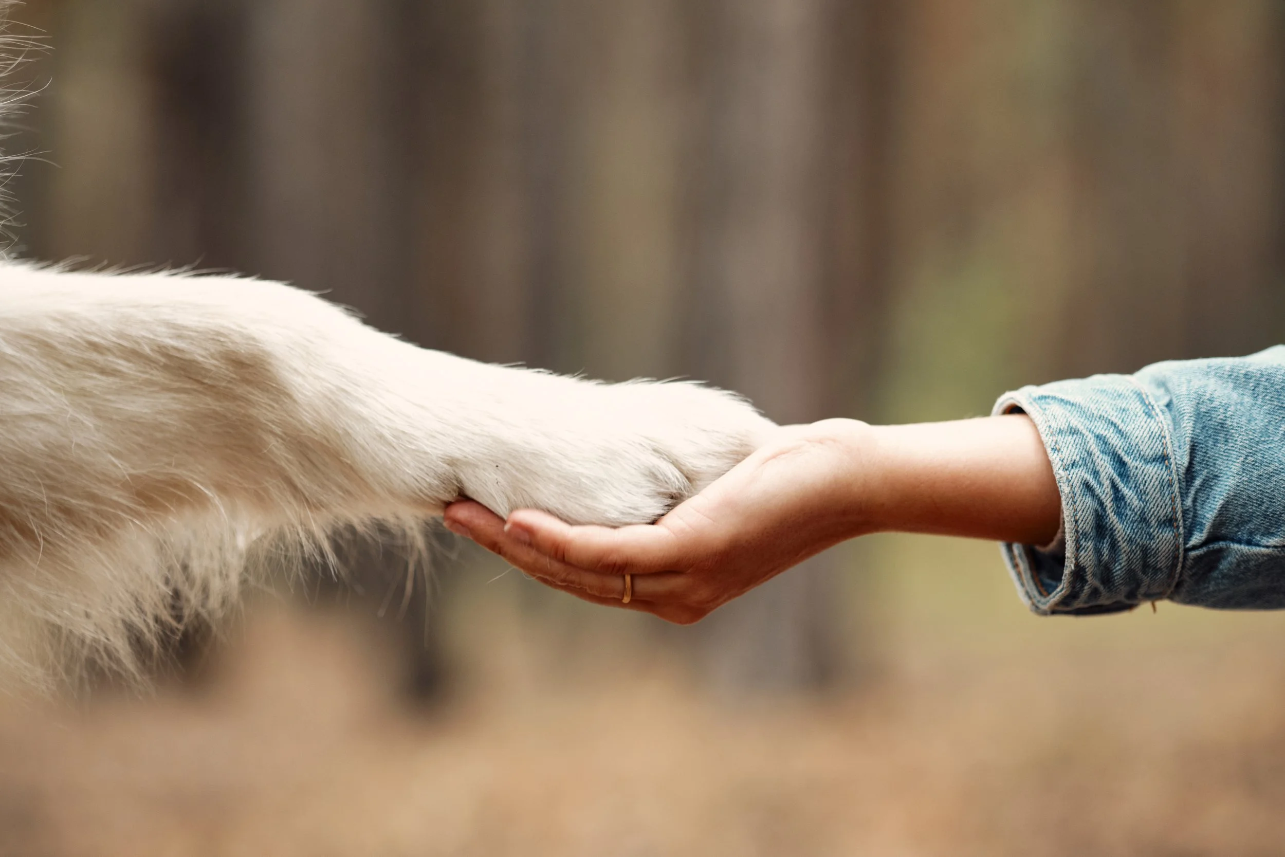 A person's hand holding a white dog's paw in an outdoor setting with blurred trees in the background.