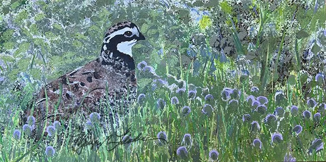 Asssateague Bobwhite // SOLD