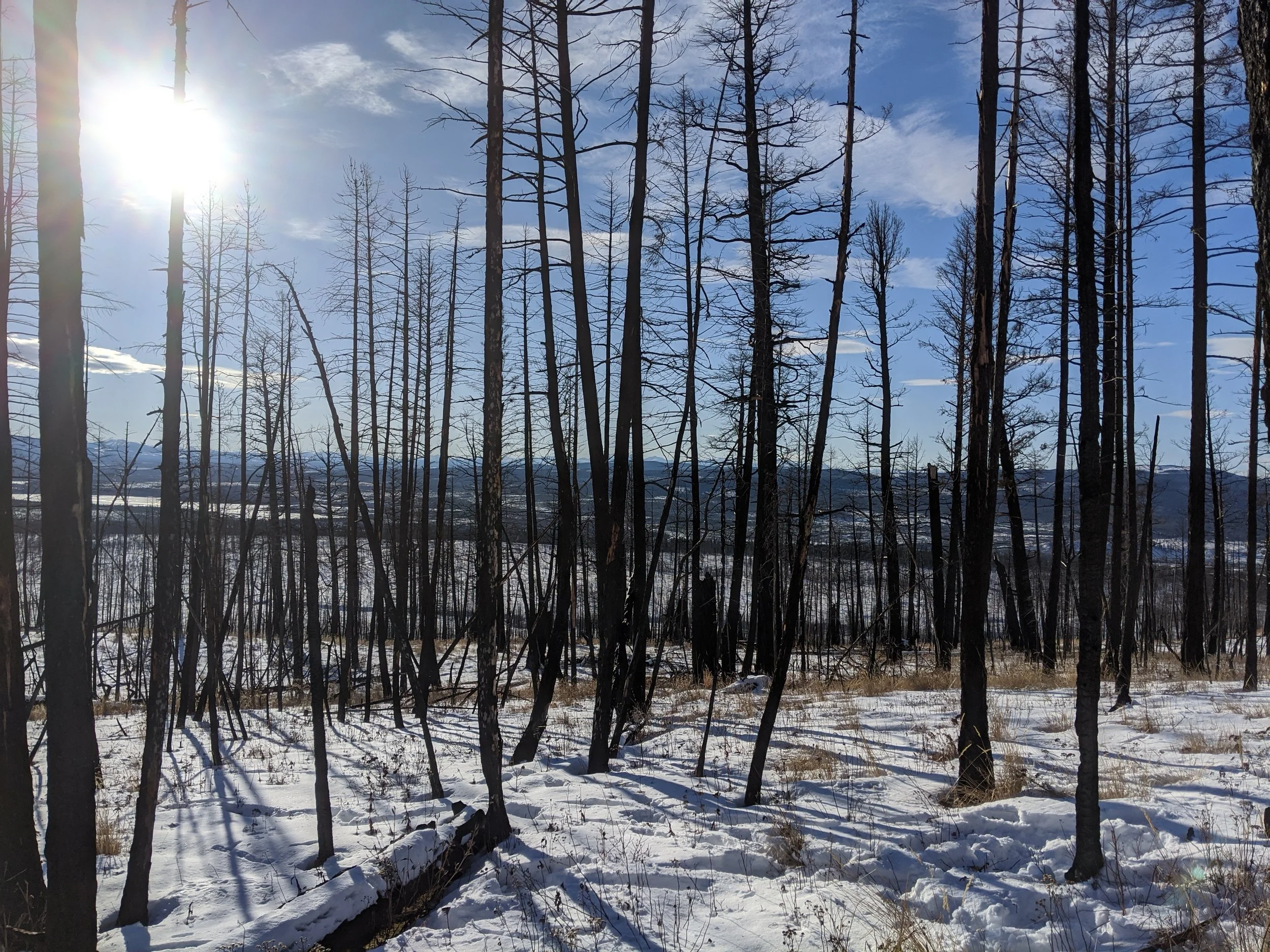 Snow-covered forest with leafless trees and a bright sun shining in a clear blue sky.