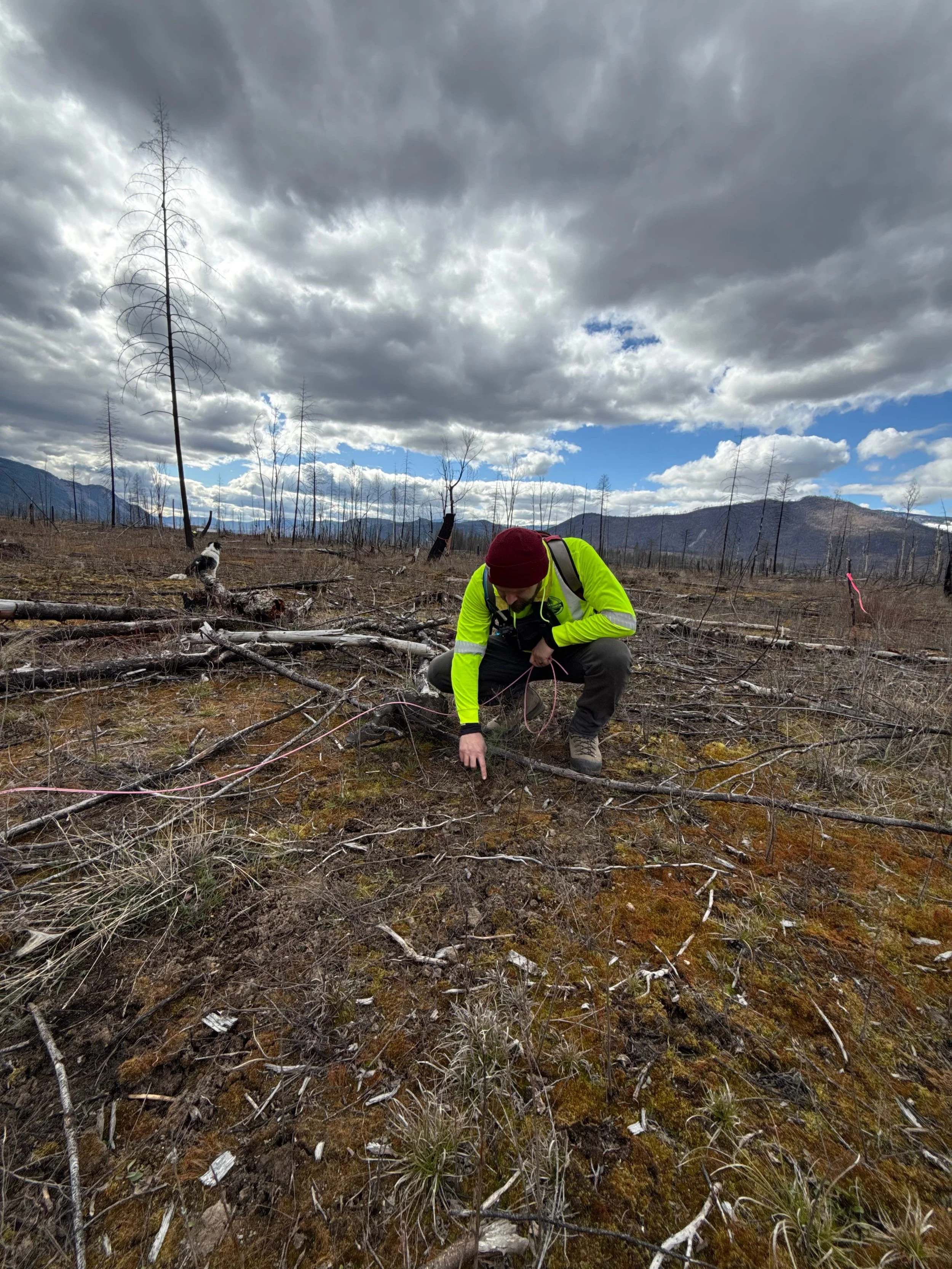 Forest expert assessing burnt Skwlax forest grounds against grey skies