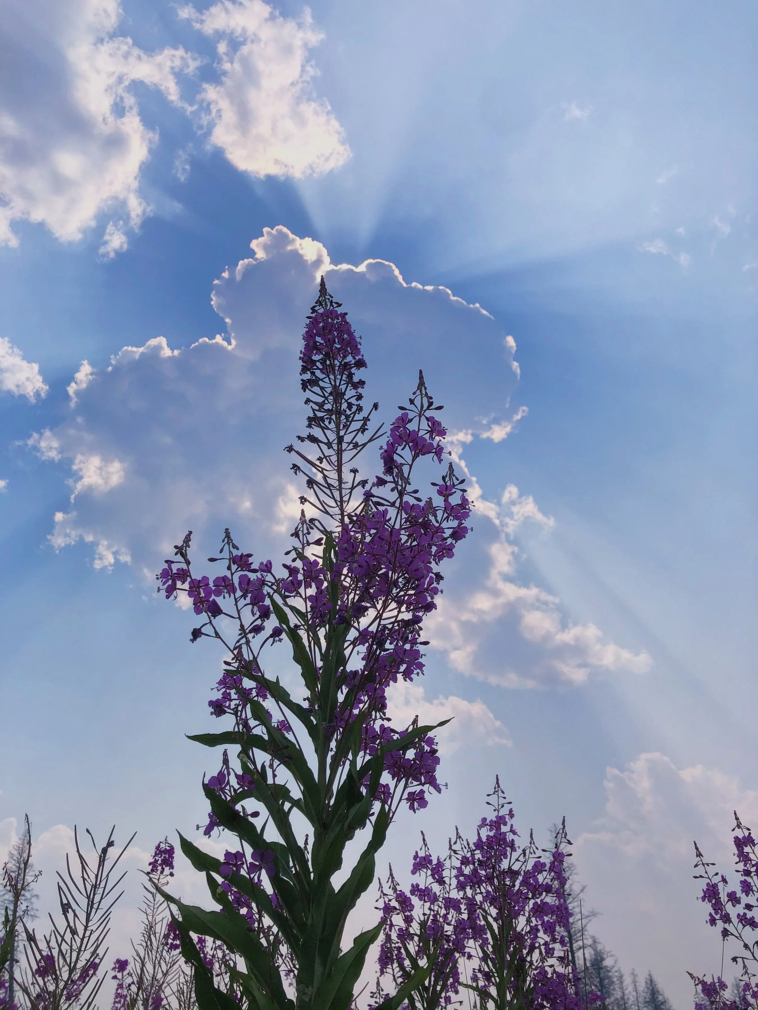 Lavendar or purple flowers against blue sky as sun rays peek through