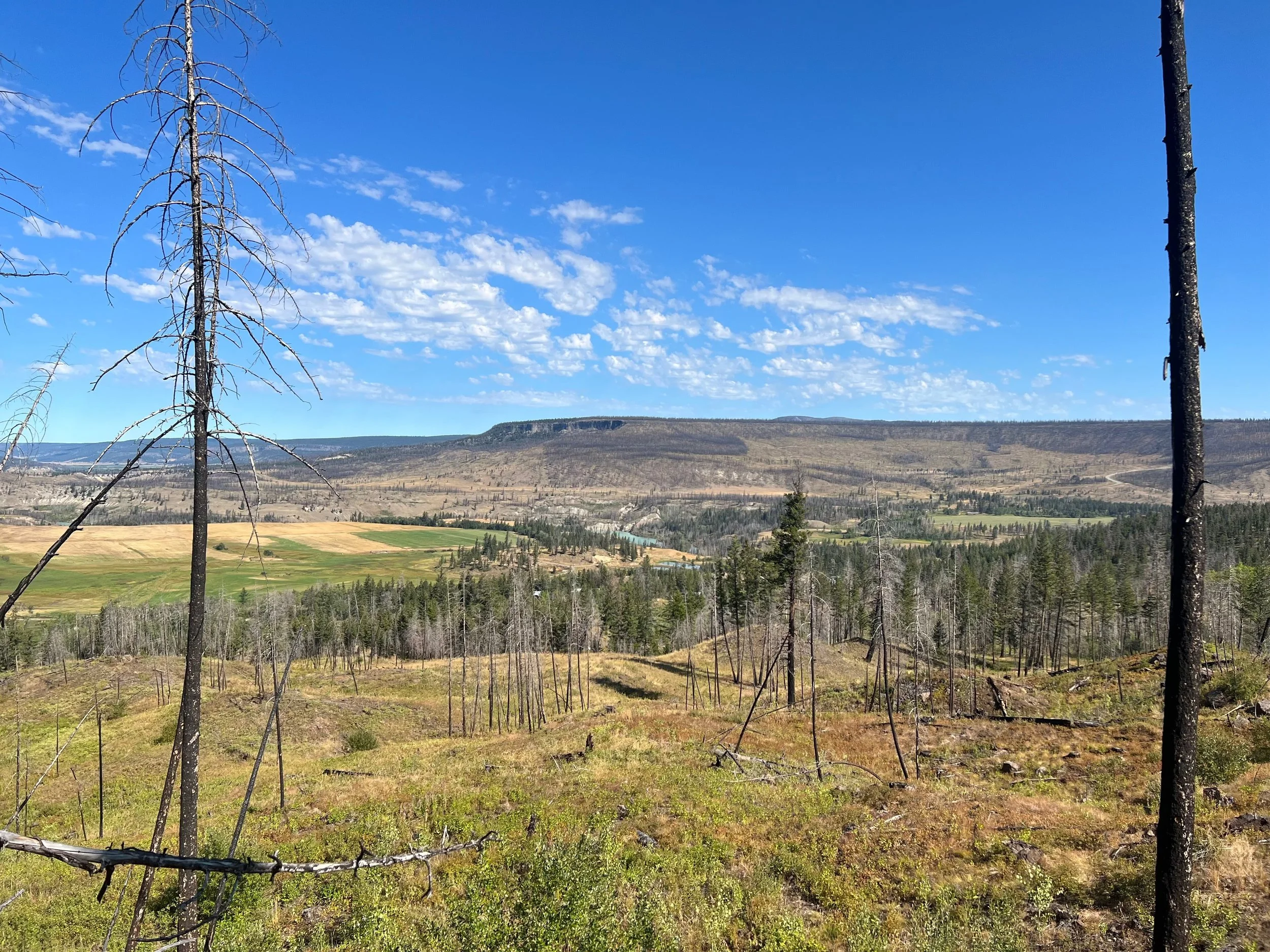 Burnt trees on a hillside with a valley and distant flat-topped hills under a blue sky with scattered clouds.