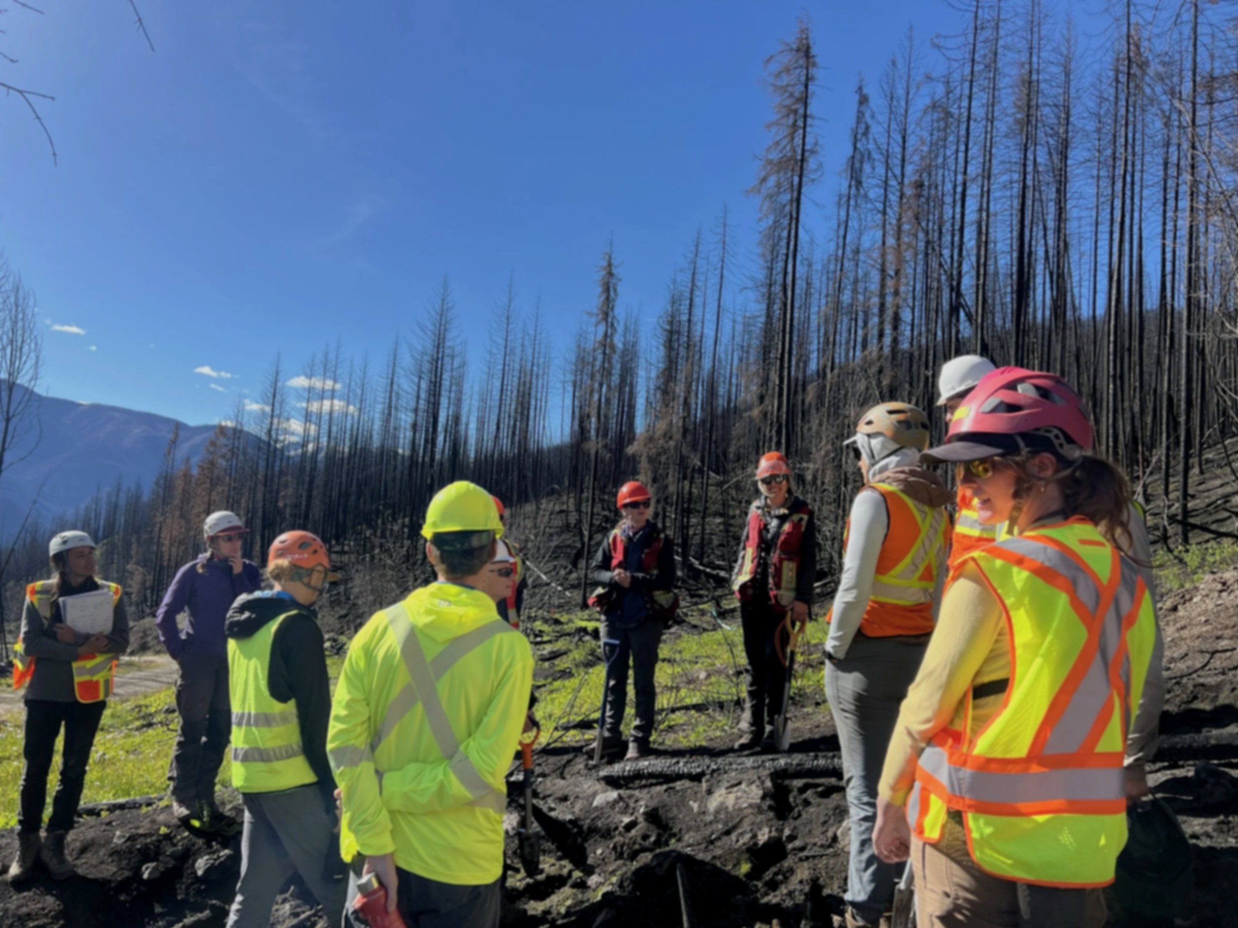 Group of people wearing safety vests and helmets on a mountain hillside, some with tools, in a landscape with burnt trees and mountain in the background.