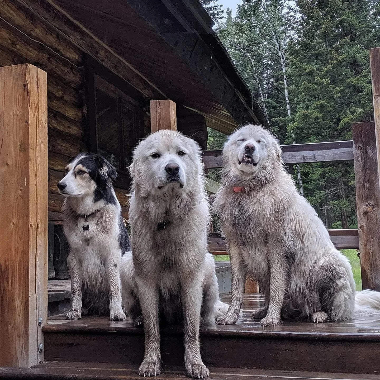 3 dogs at a home in the forest