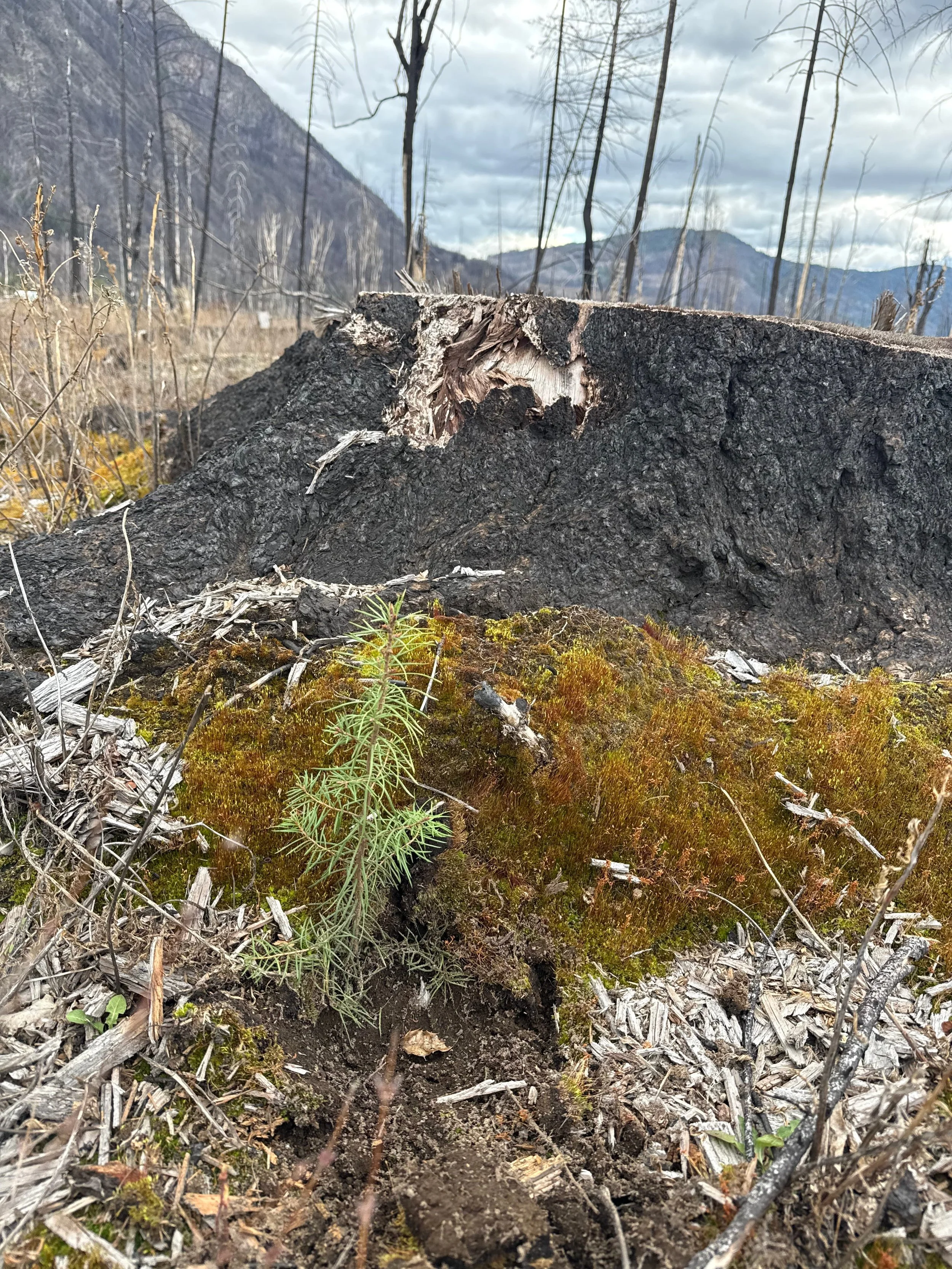 Burnt tree stump in Skwlax forest with new tree spring sprouting