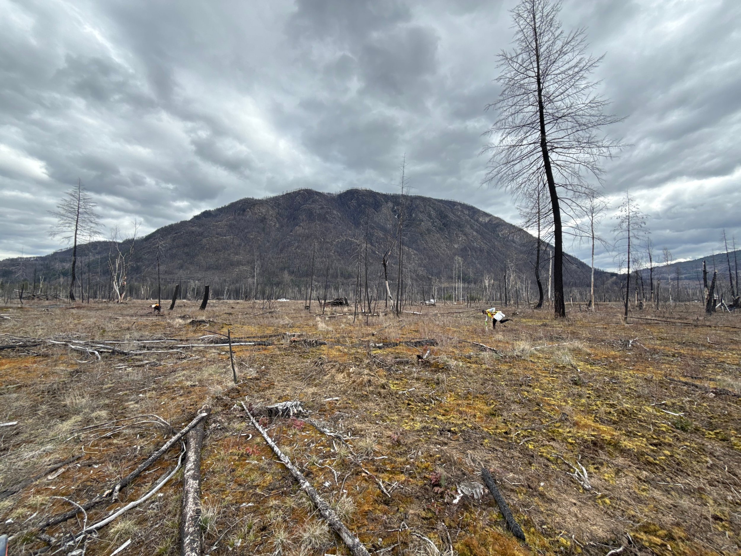 Burnt Forest of Sklwax against grey skies