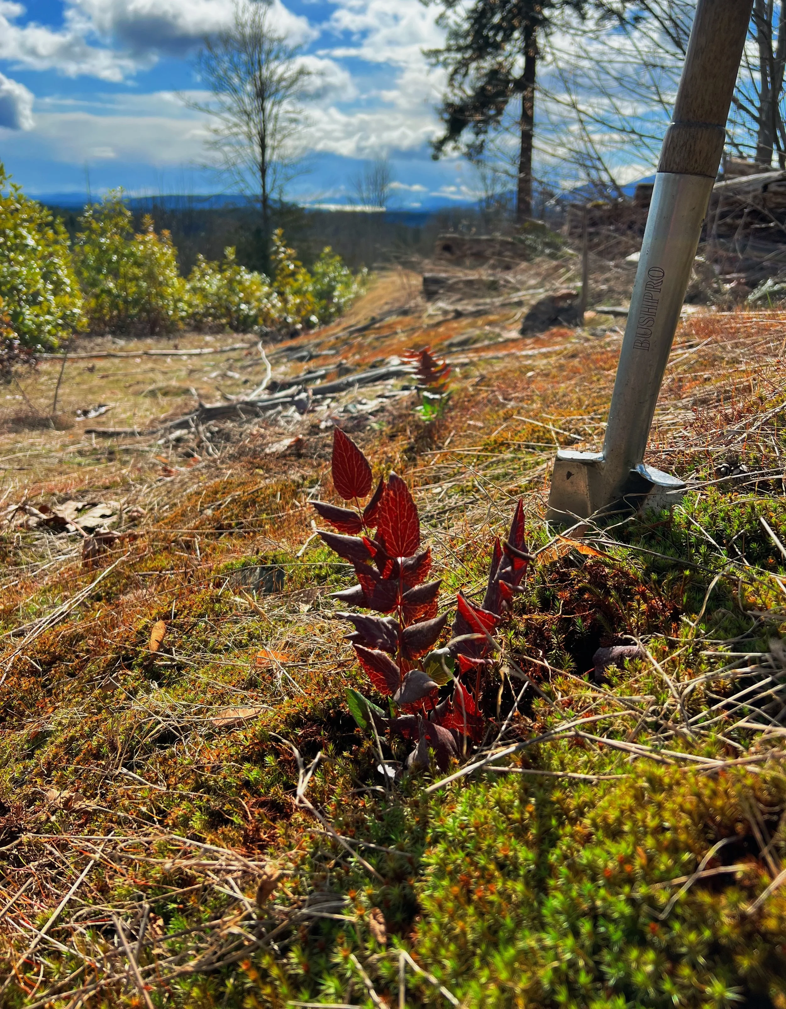 Close-up of small, reddish-purple plants growing on a rocky, grassy hillside with a metal hiking pole labeled 'BUSHWHIP PRO' in the foreground. In the background, trees, clouds, and a distant mountain range are visible under a partly cloudy sky.