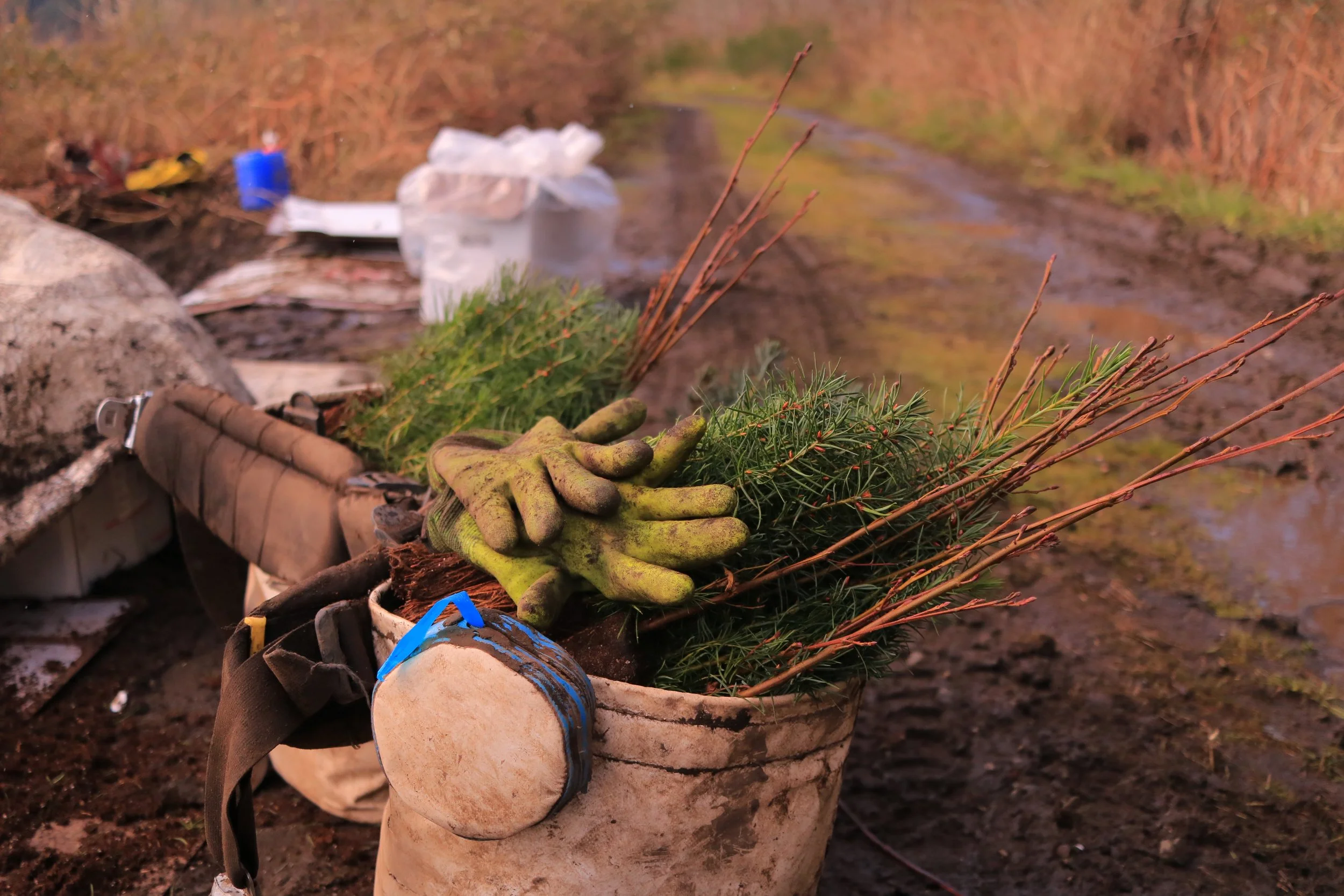 A bucket filled with used gardening tools, including gloves, evergreen branches, and small sticks, on a muddy outdoor path with muddy surroundings.