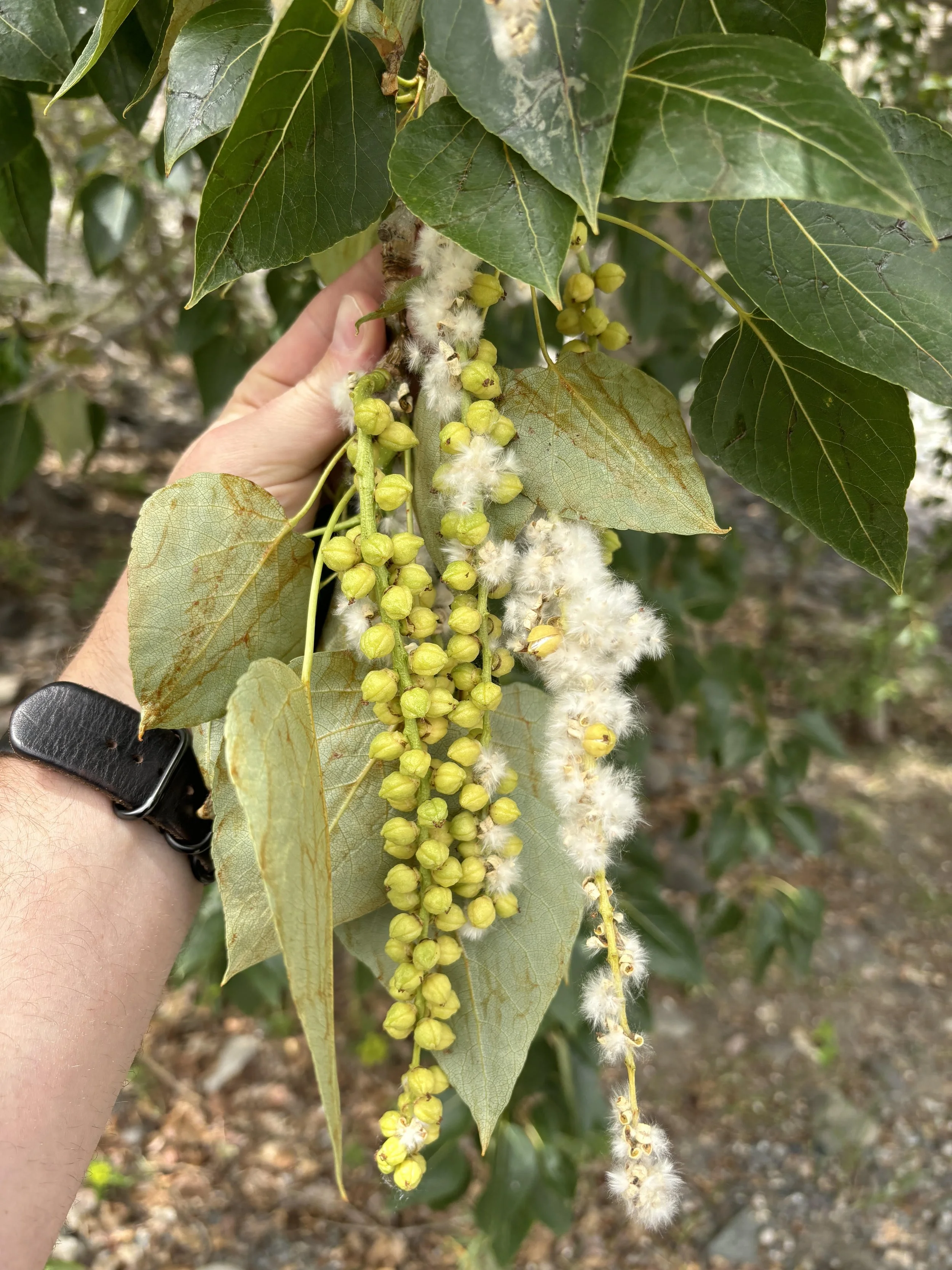 Cottonwood seeds being held by hand in forest setting