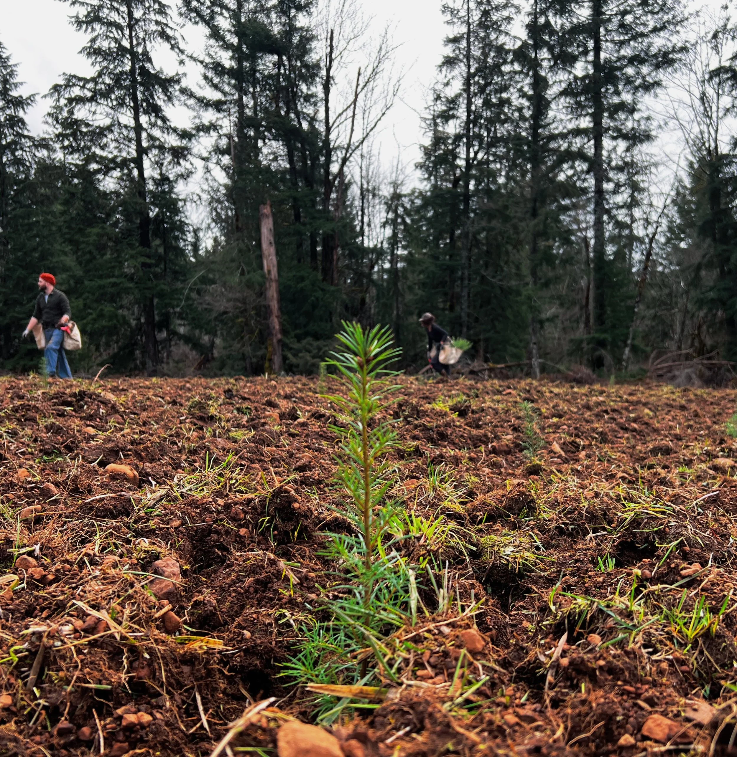 Young plant growing in the soil with two people in the background walking through a forested area.