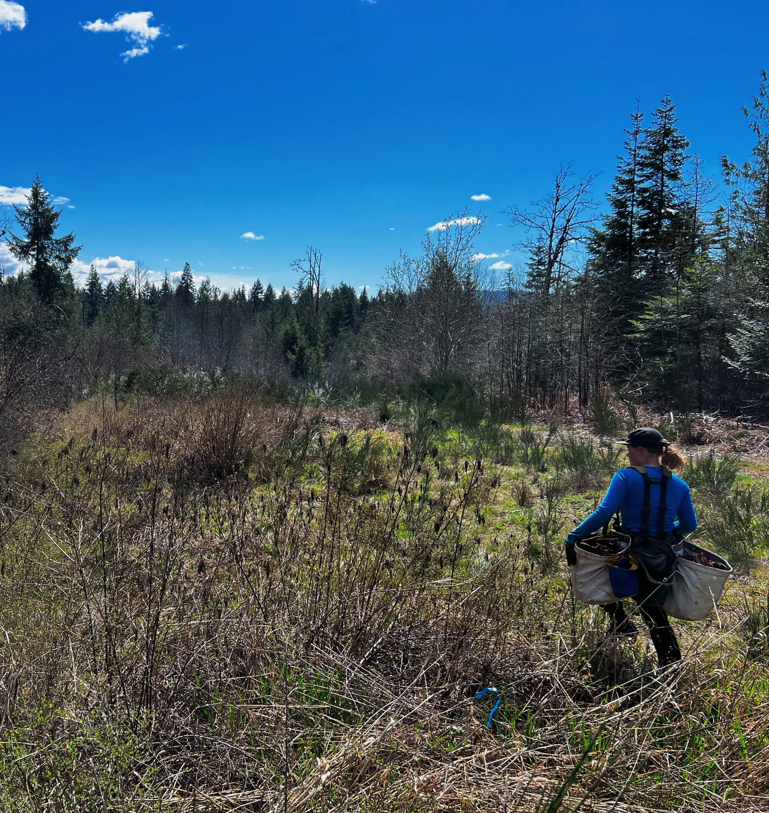 A person dressed in a blue jacket and black pants walking through a forested area with overgrown grass, bushes, and tall trees under a blue sky with some white clouds.