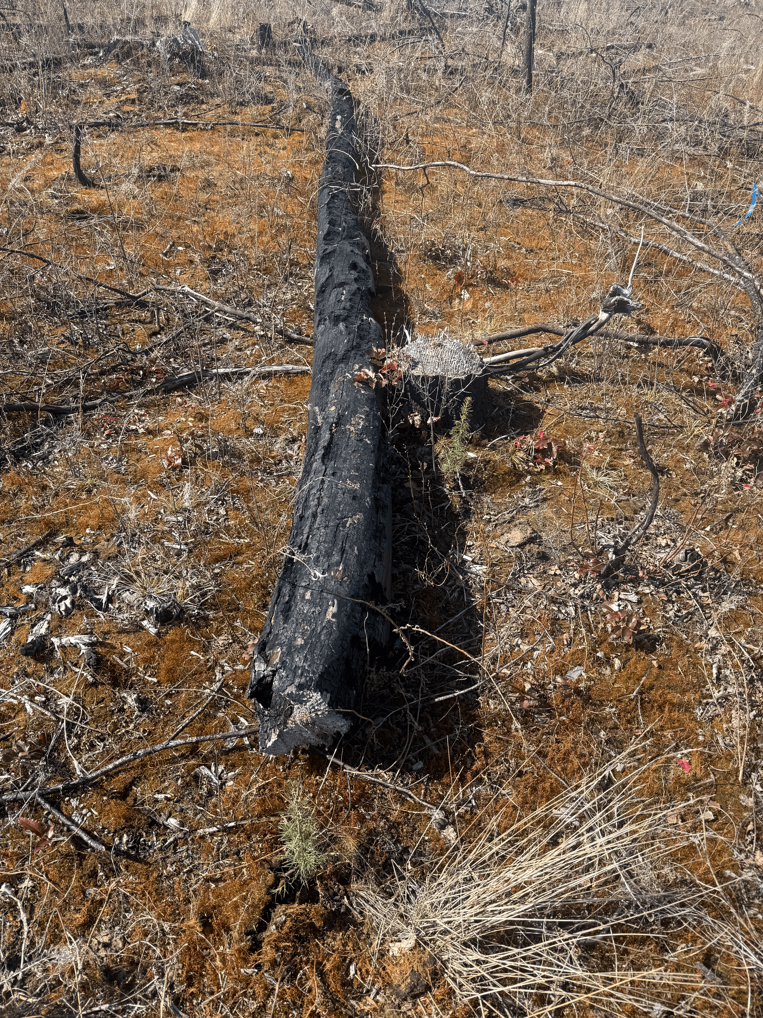 Charred Black Log