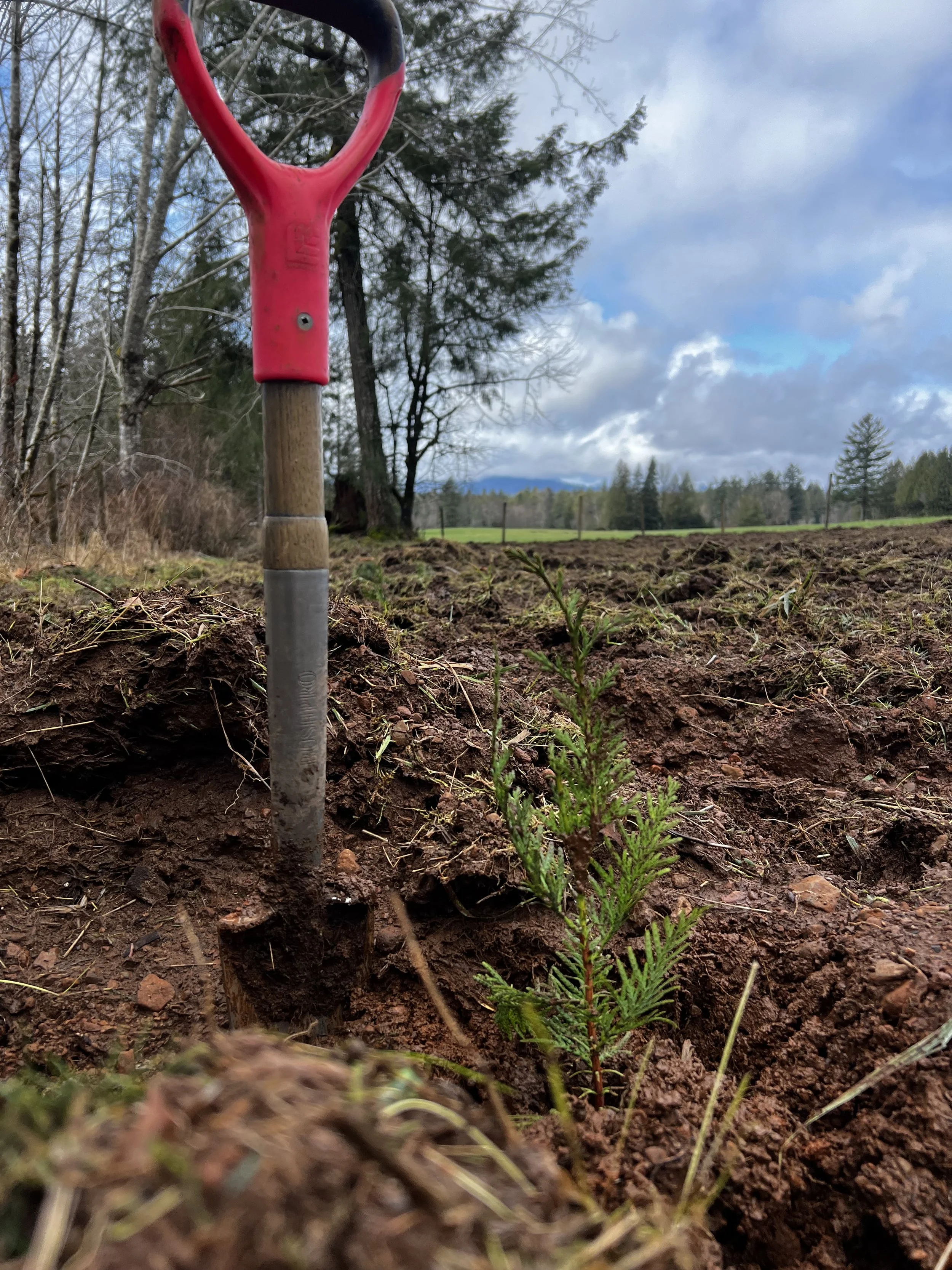 A small evergreen sapling growing in freshly turned soil near a gardening trowel with a red handle, set in an outdoor rural landscape with trees and cloudy sky in the background.