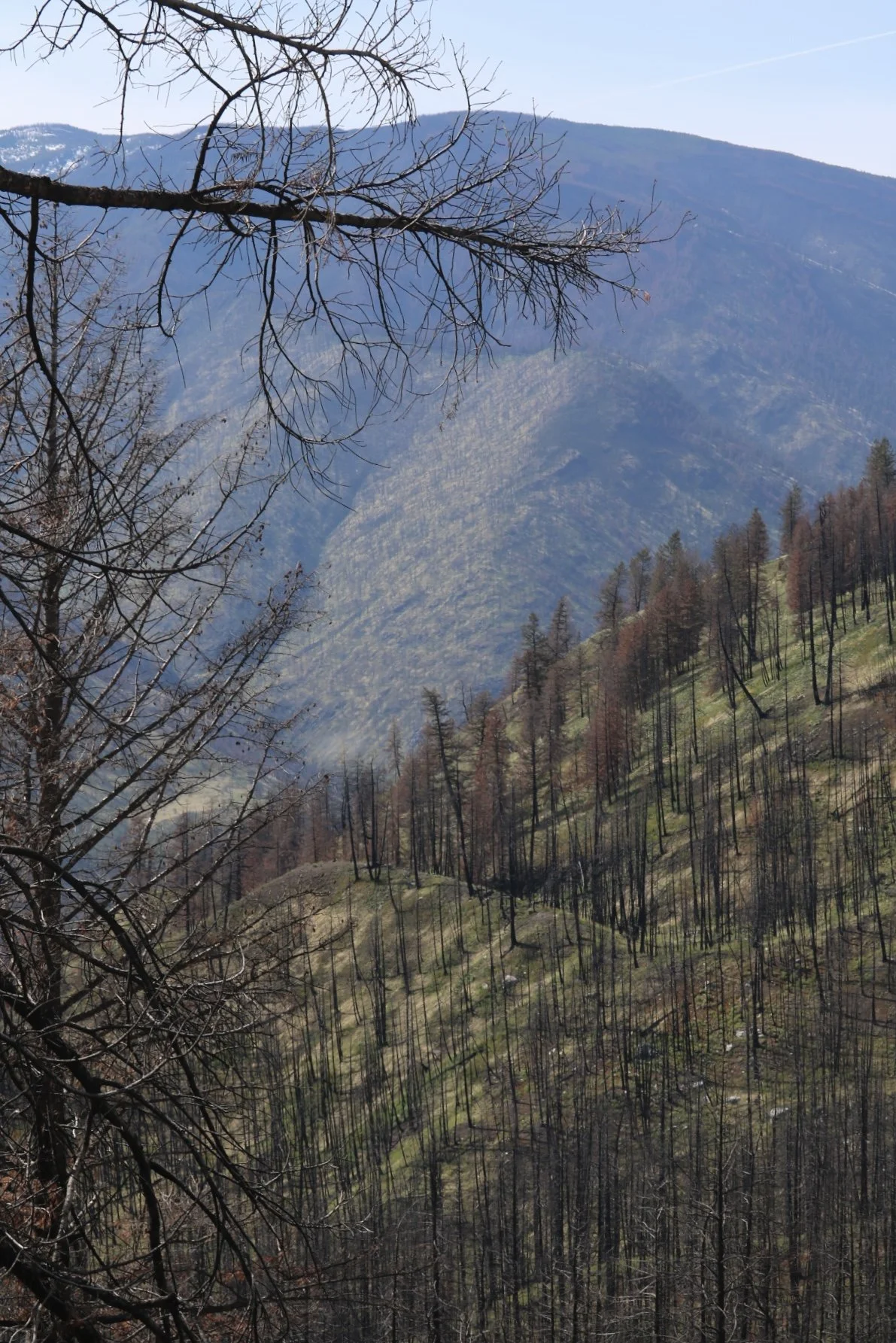 A forested hillside with some trees that are burned or dying, and distant mountains in the background under a clear blue sky.