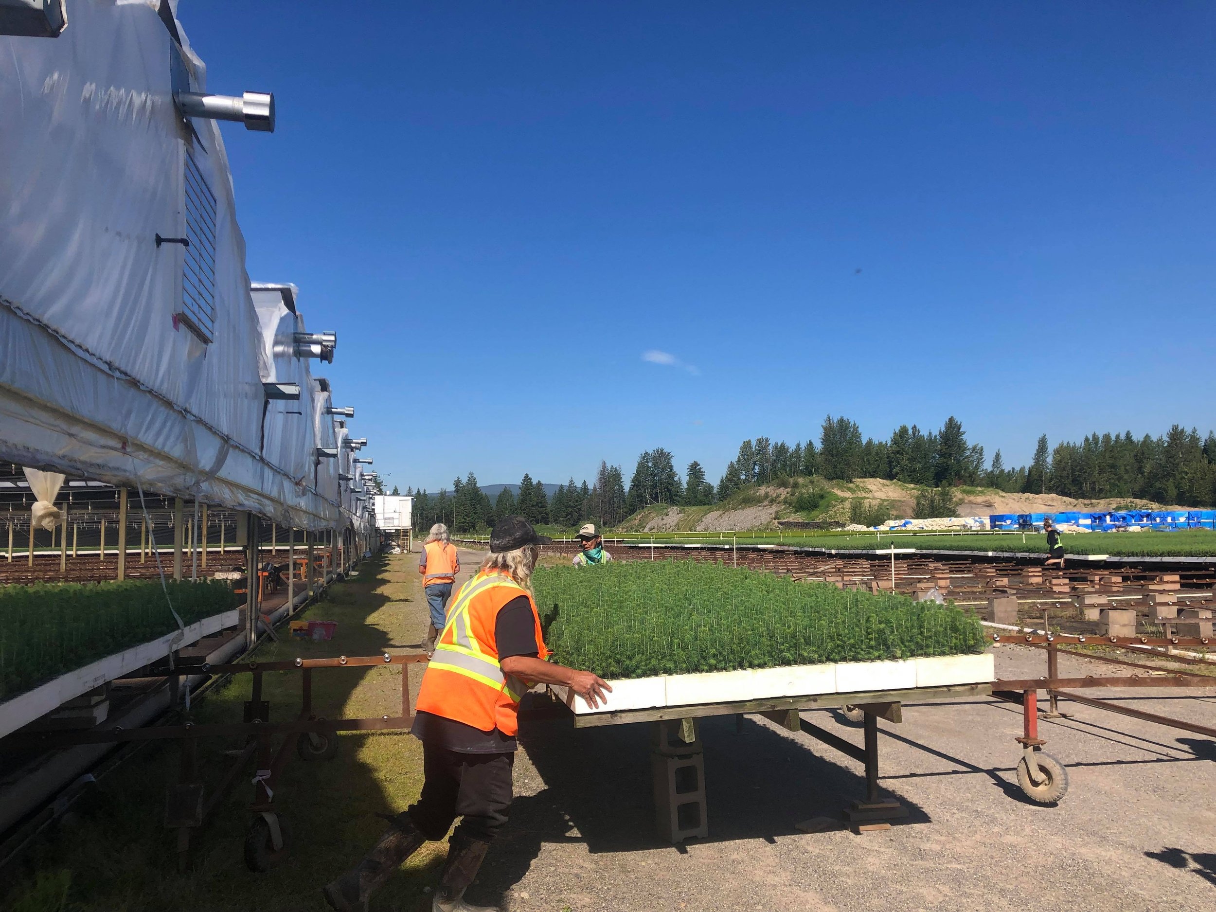 Hundreds of tree springs being shipped