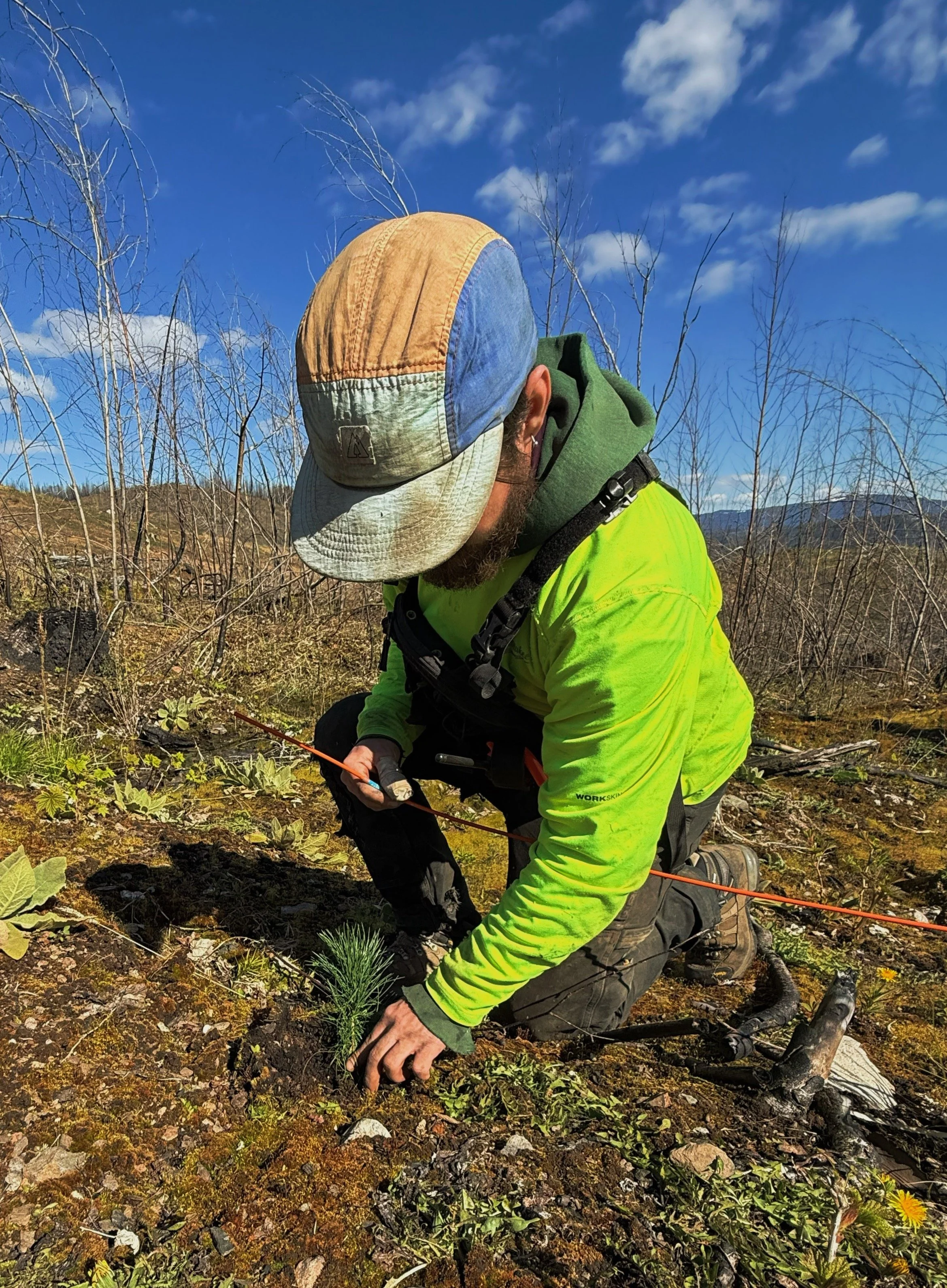 A person in a bright green jacket and colorful cap kneeling on the ground while planting a young pine tree in a natural outdoor setting.
