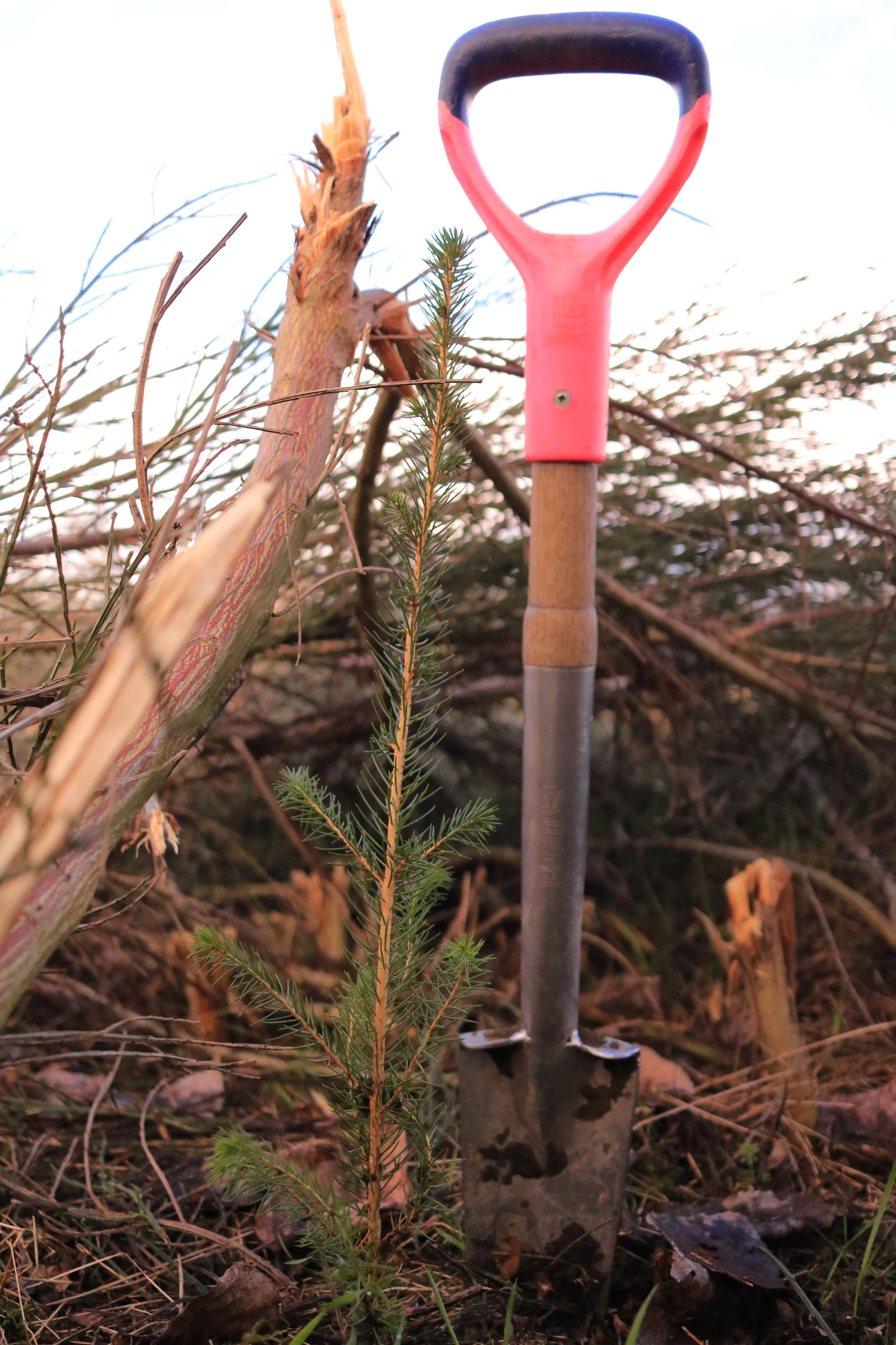 A small gardening shovel with a pink handle, a blue grip, and a metal blade standing upright among branches and small green plants in an outdoor setting.