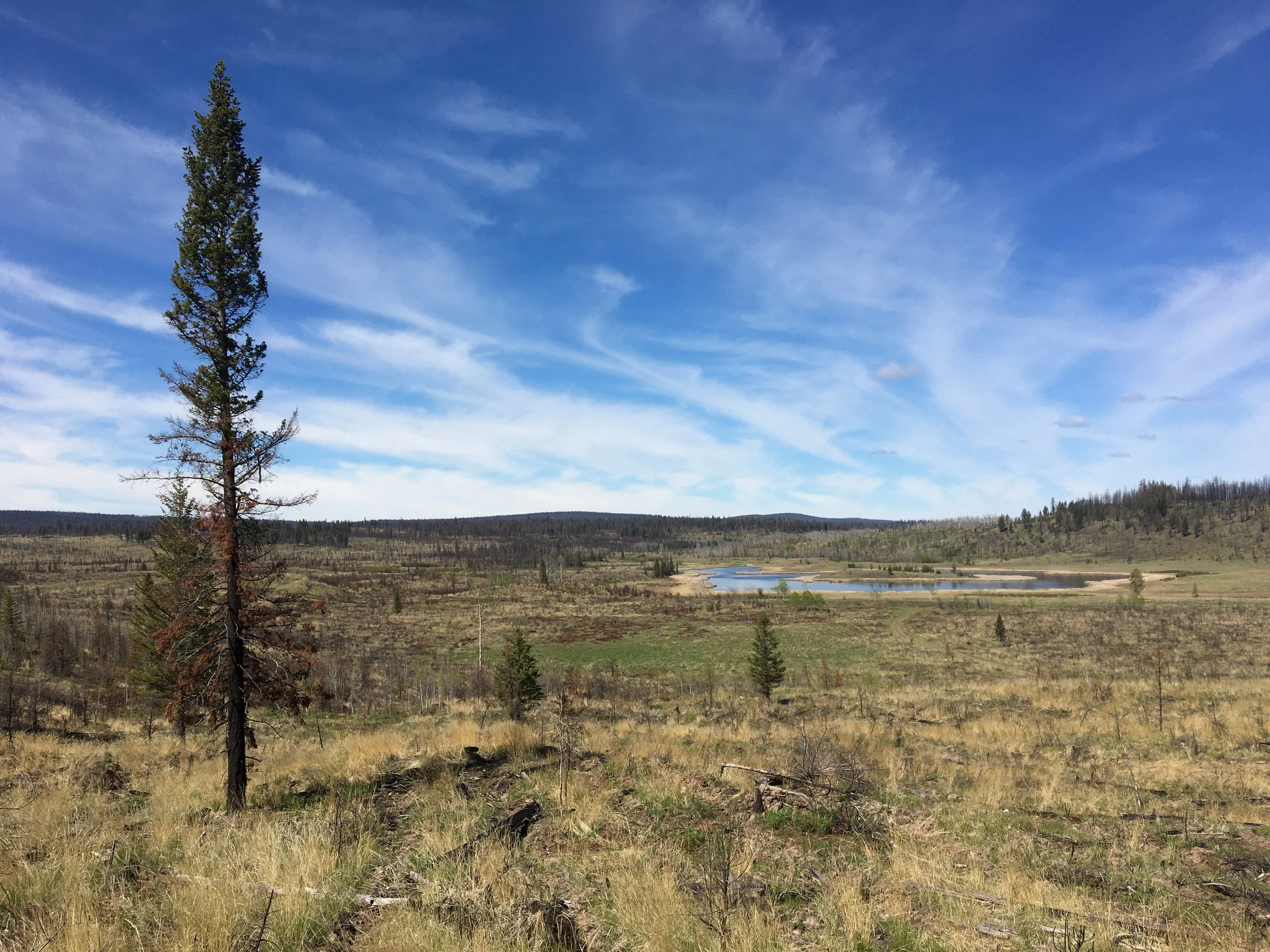 Lone tree in forest decimated by forest fire, against blue sky in landscape