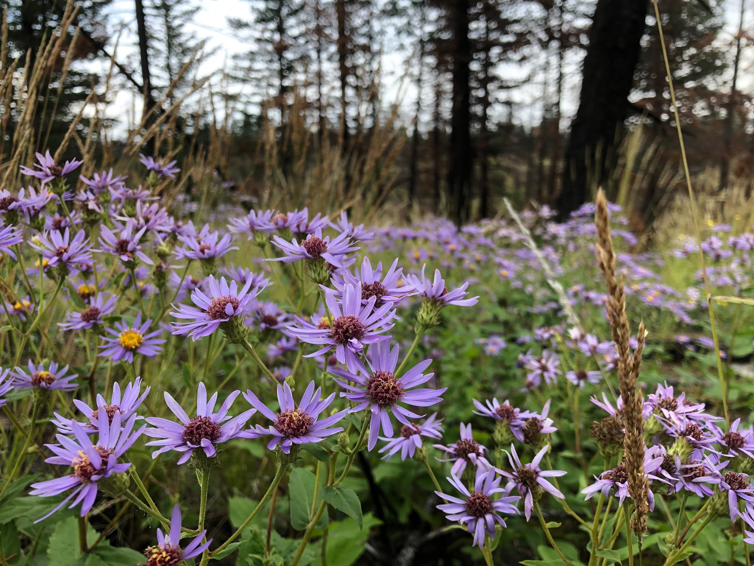 Purple wildflowers in a grassy meadow with a wooded forest in the background.