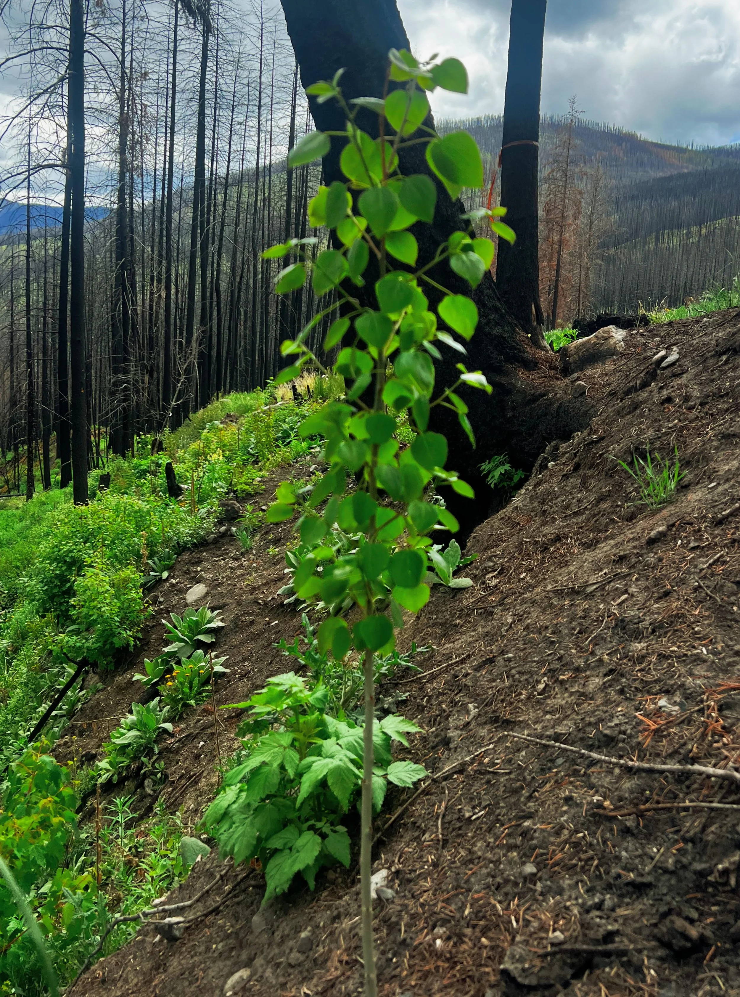 Waist High Aspen in forest