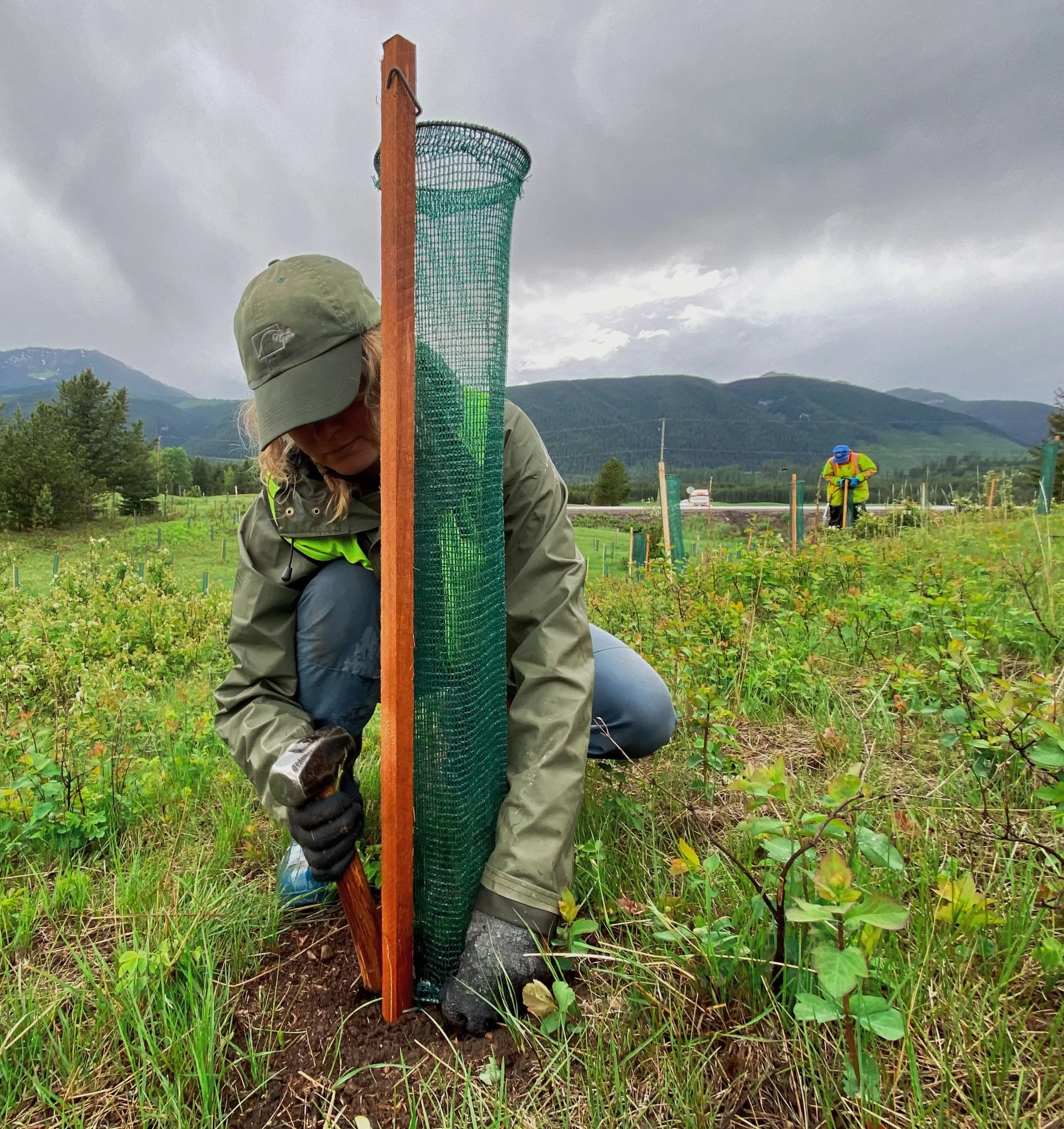 A person in outdoor clothing planting a young tree in a green field with mountains in the background, with cloudy skies overhead.